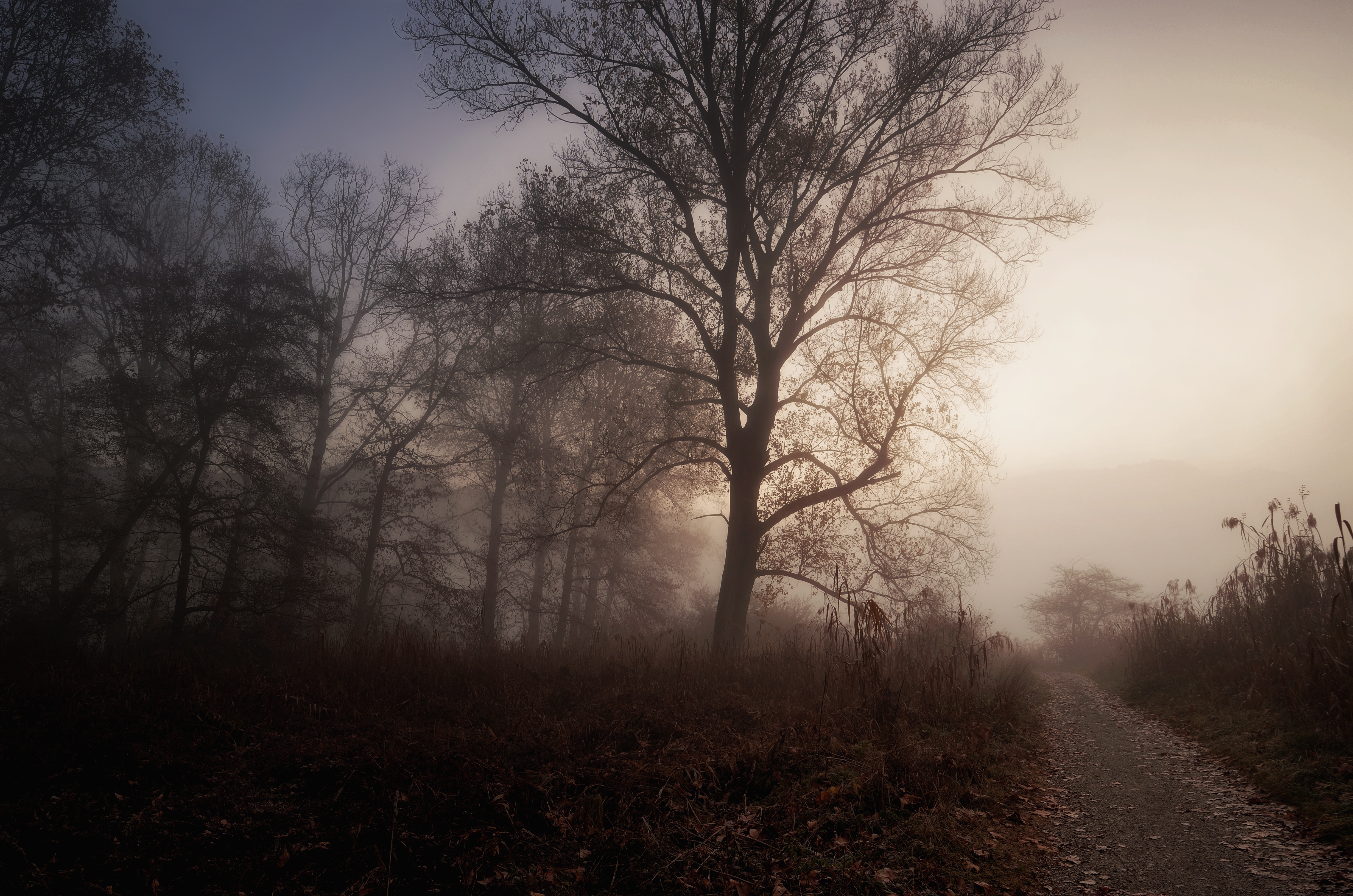 Descarga gratuita de fondo de pantalla para móvil de Camino, Árbol, Niebla, Tierra/naturaleza.