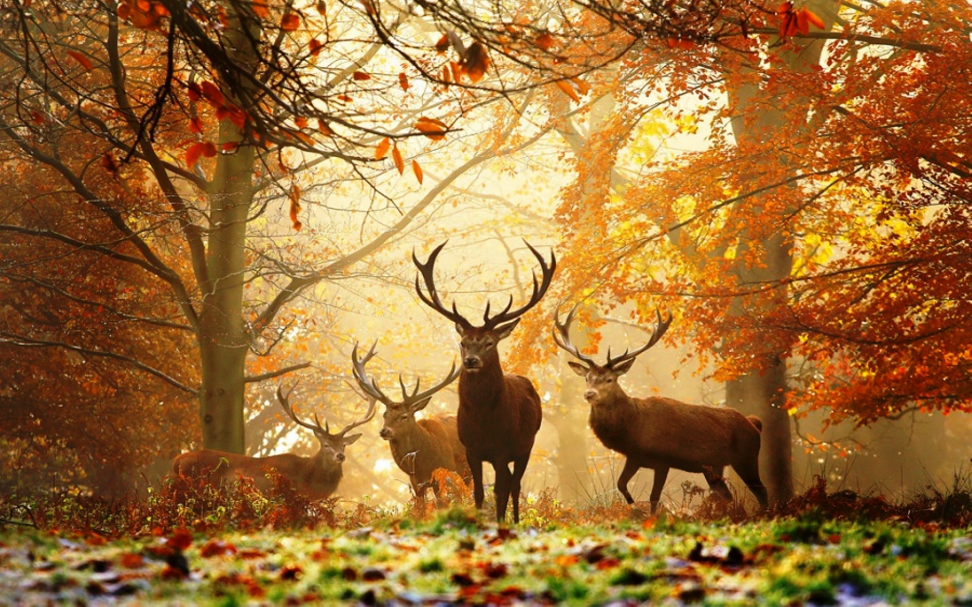 Free download wallpaper Animal, Deer on your PC desktop