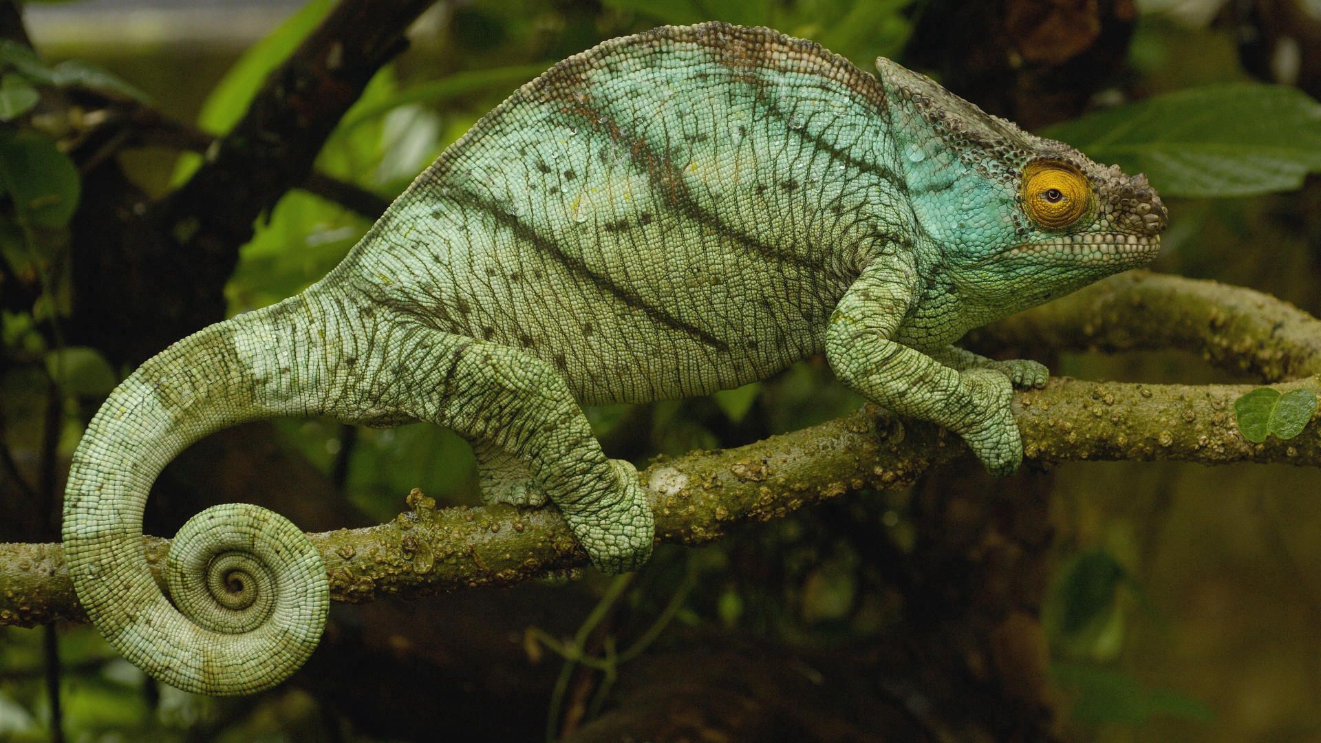 Free download wallpaper Animals, Color, Reptile, Chameleon, Climb, Branch on your PC desktop