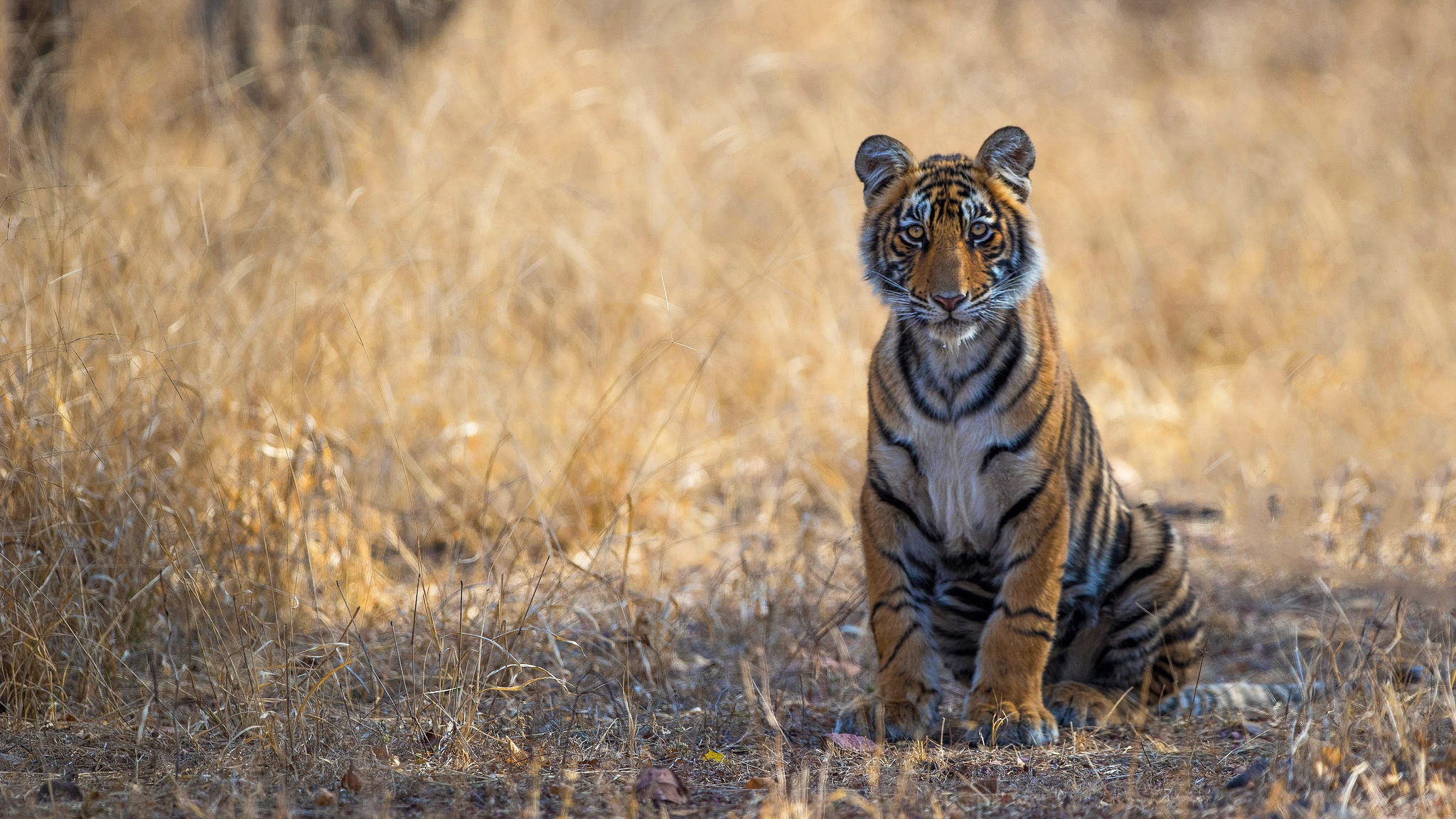 Téléchargez des papiers peints mobile Chats, Animaux, Tigre gratuitement.