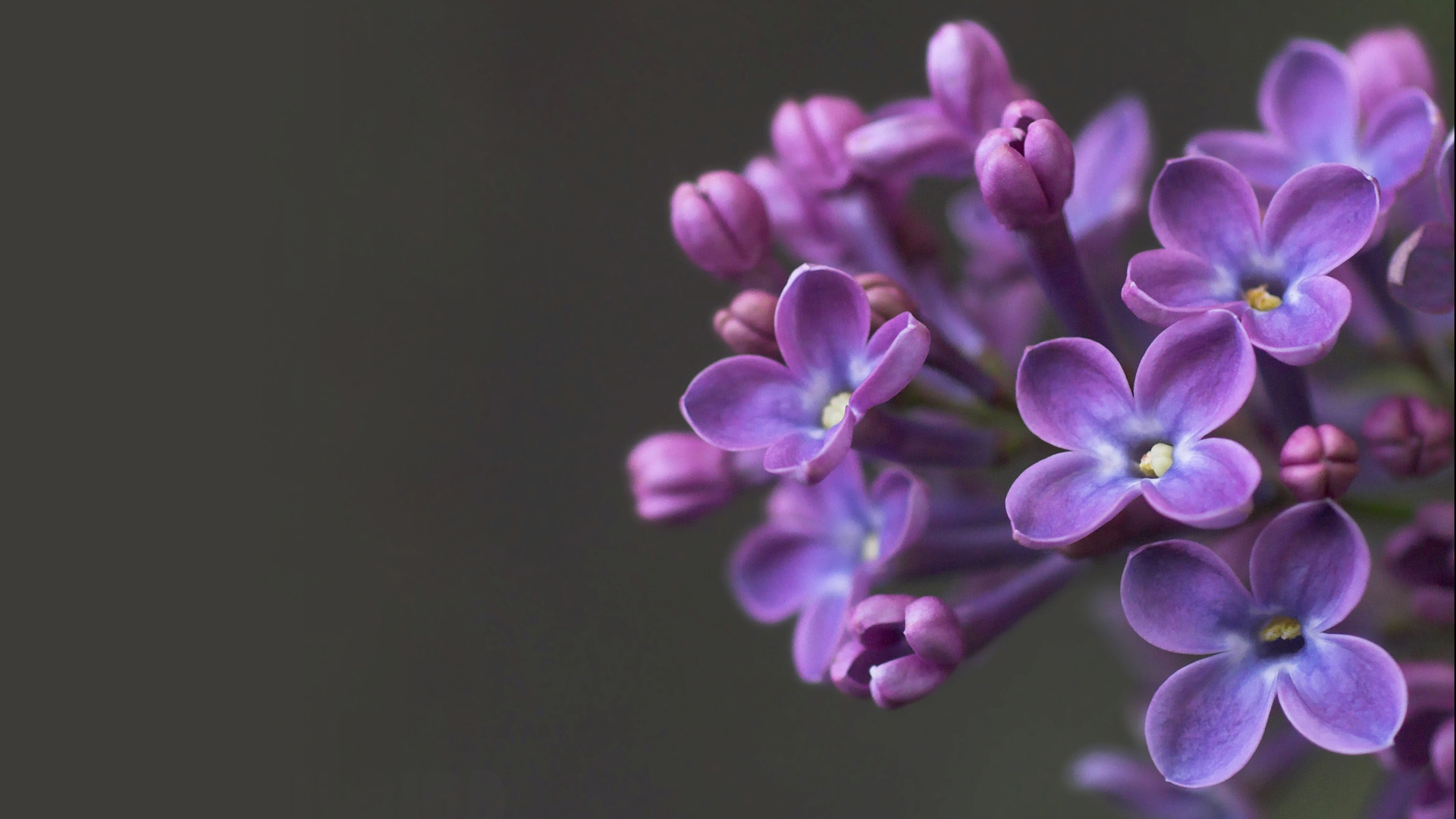 Download mobile wallpaper Flowers, Violet, Plants for free.