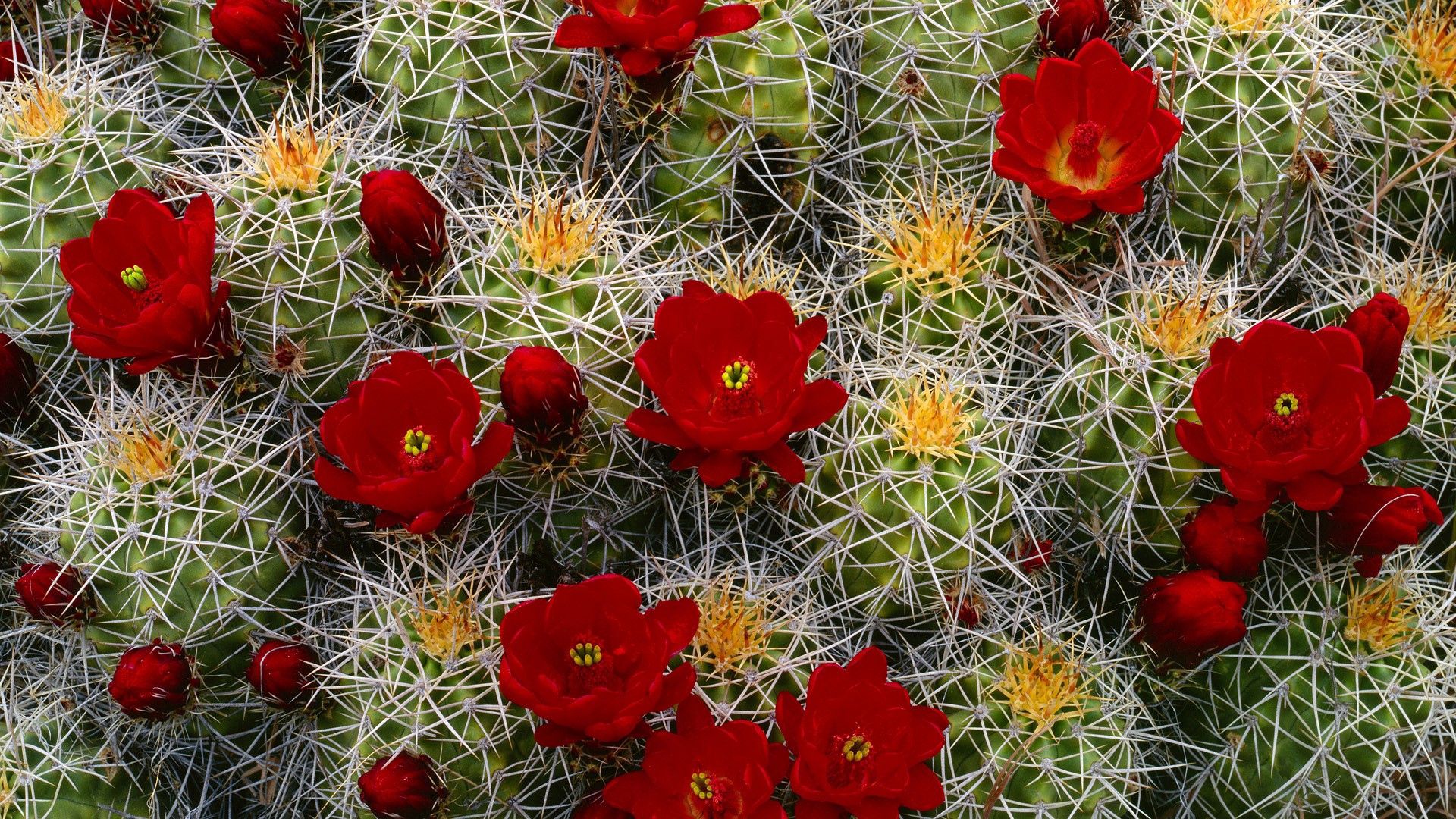 PC Wallpapers bloom, flowers, needle, flower, flowering, buds, cactus
