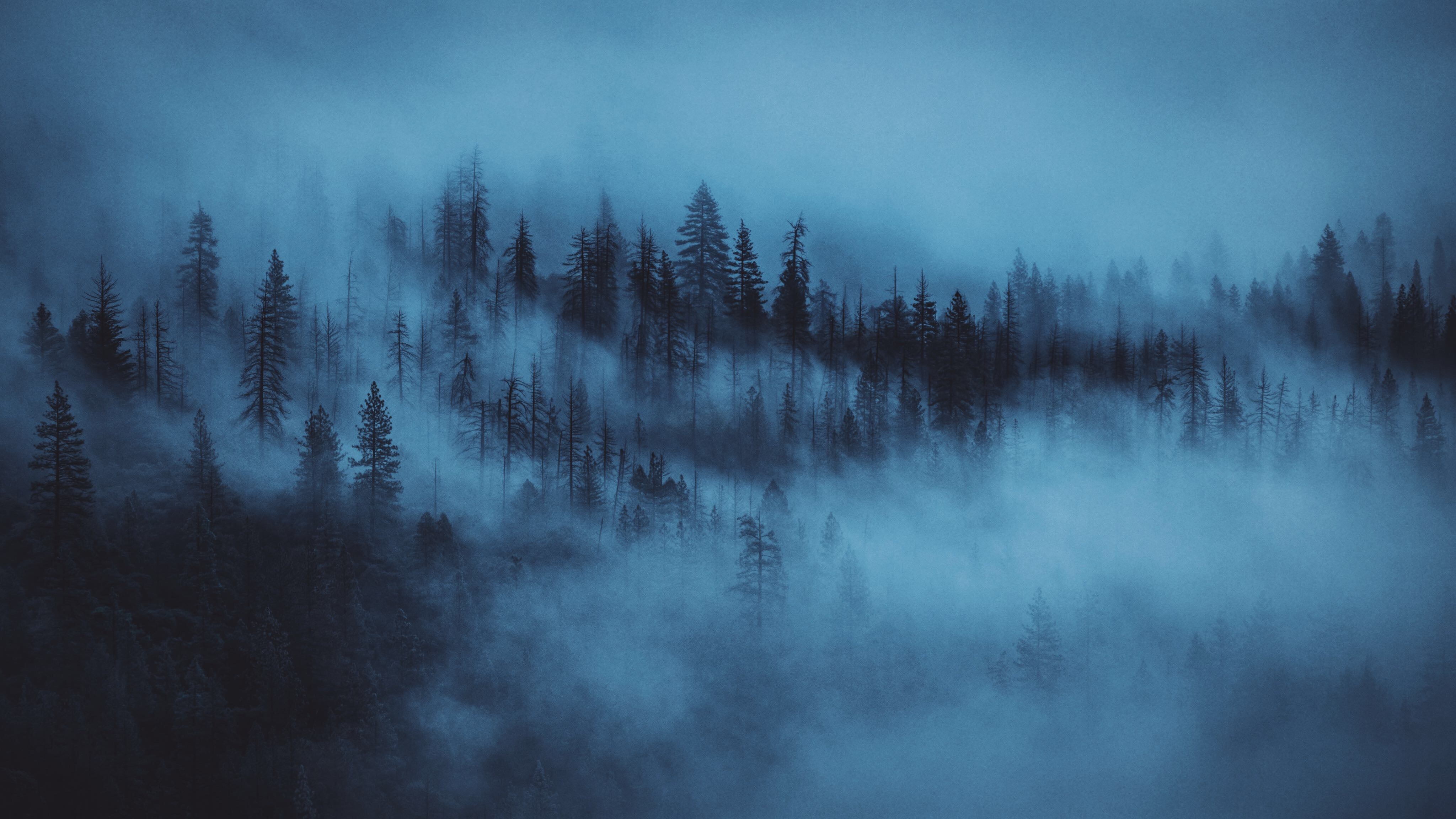 PCデスクトップに自然, 木, 森, 森林, 霧, 夜明け画像を無料でダウンロード