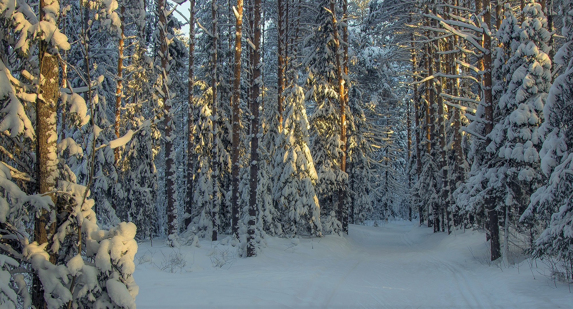 Завантажити шпалери безкоштовно Зима, Сніг, Ліс, Земля картинка на робочий стіл ПК