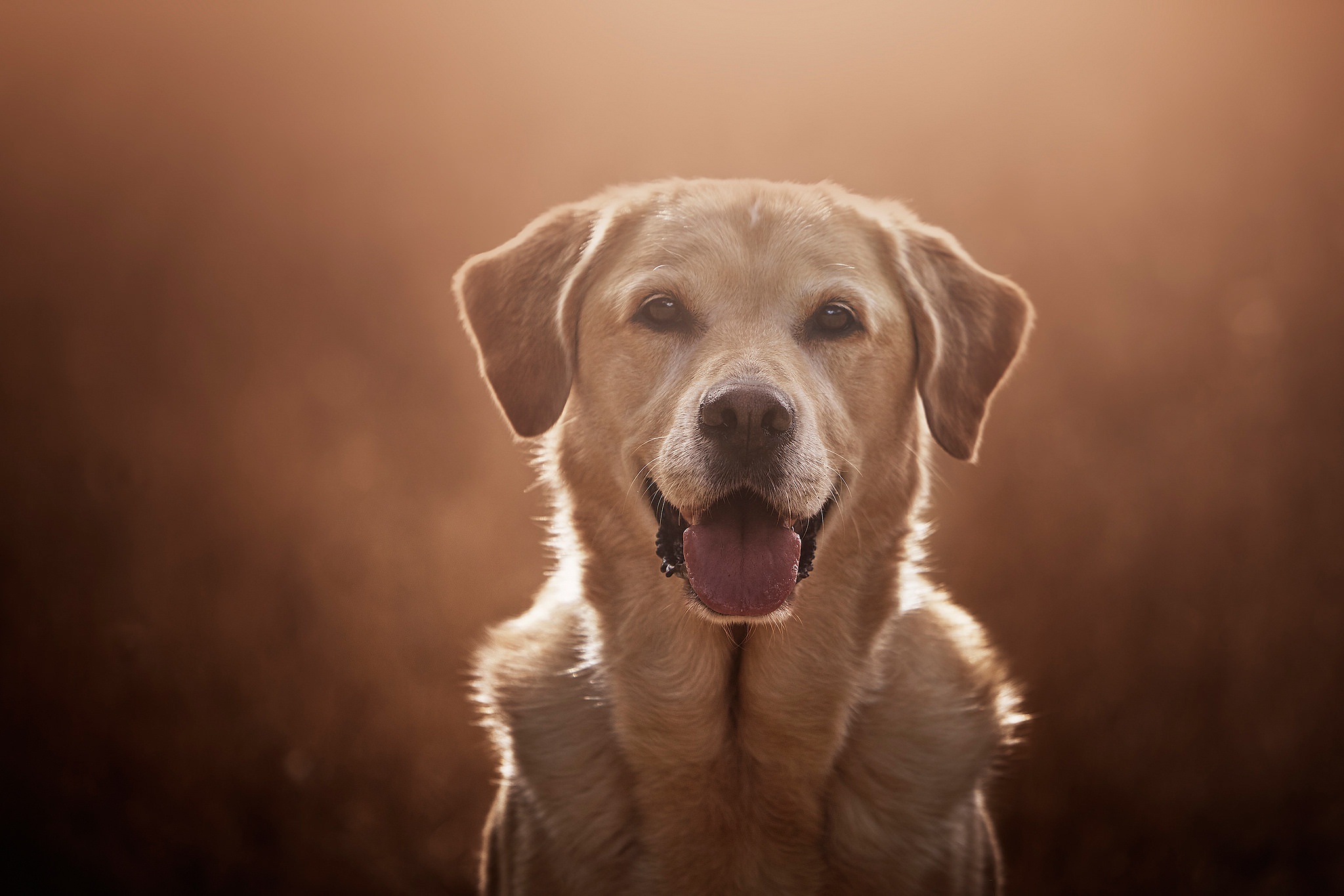 Download mobile wallpaper Dogs, Dog, Animal, Labrador Retriever, Stare for free.