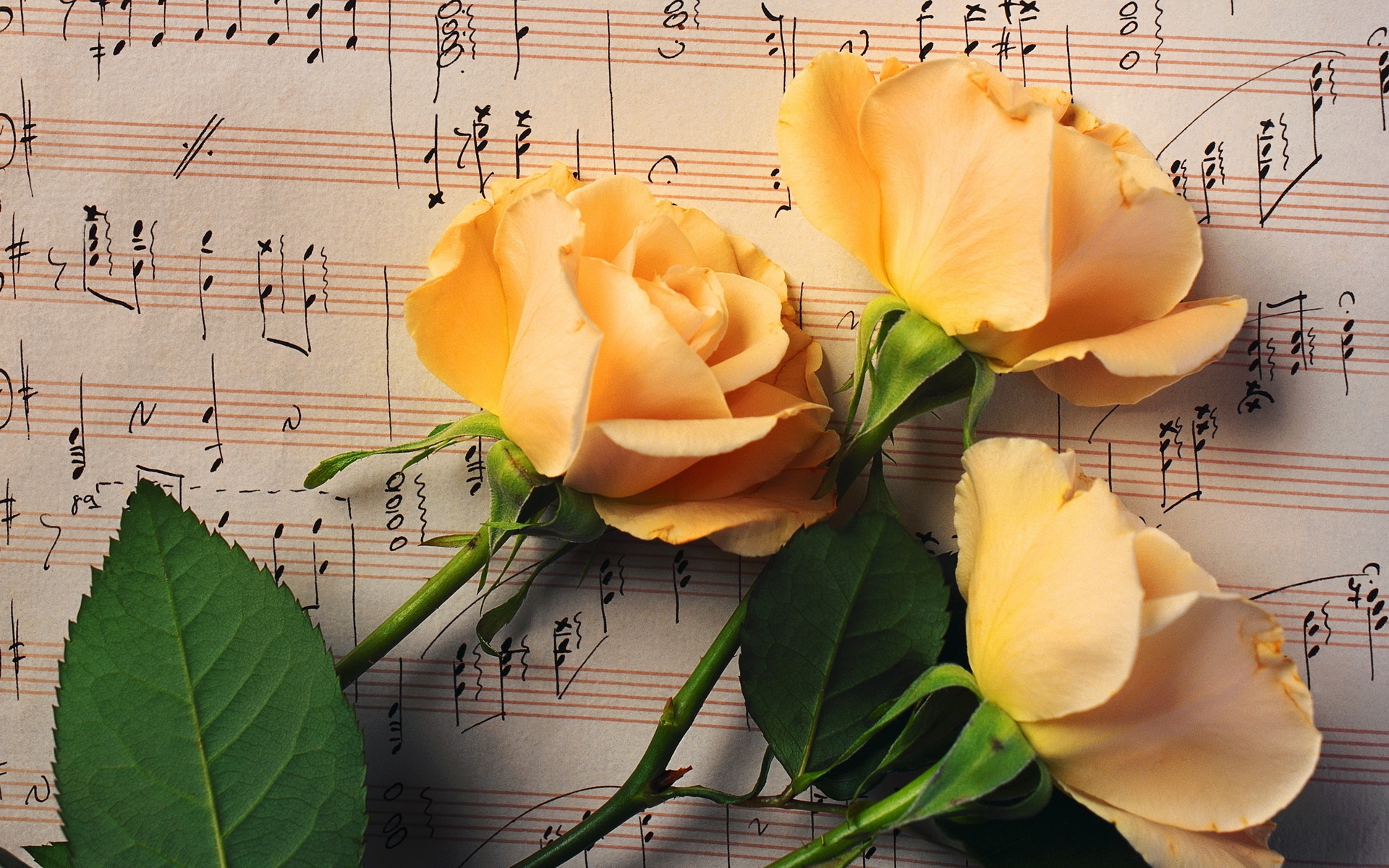 earth, rose, flower, sheet music, yellow flower, flowers