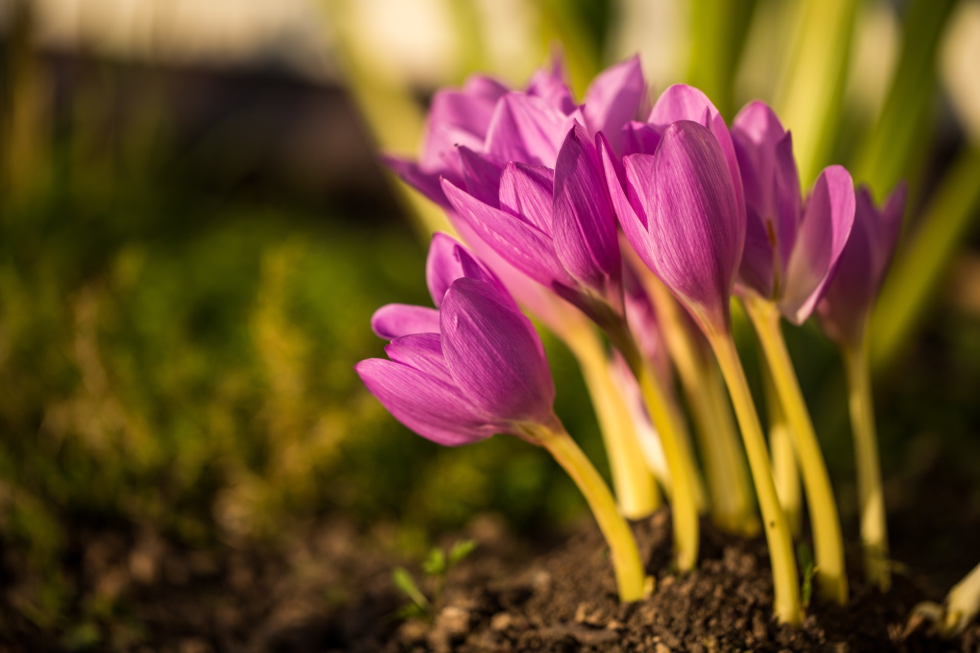 Téléchargez des papiers peints mobile Fleurs, Fleur, Crocus, Fleur Mauve, La Nature, Terre/nature gratuitement.