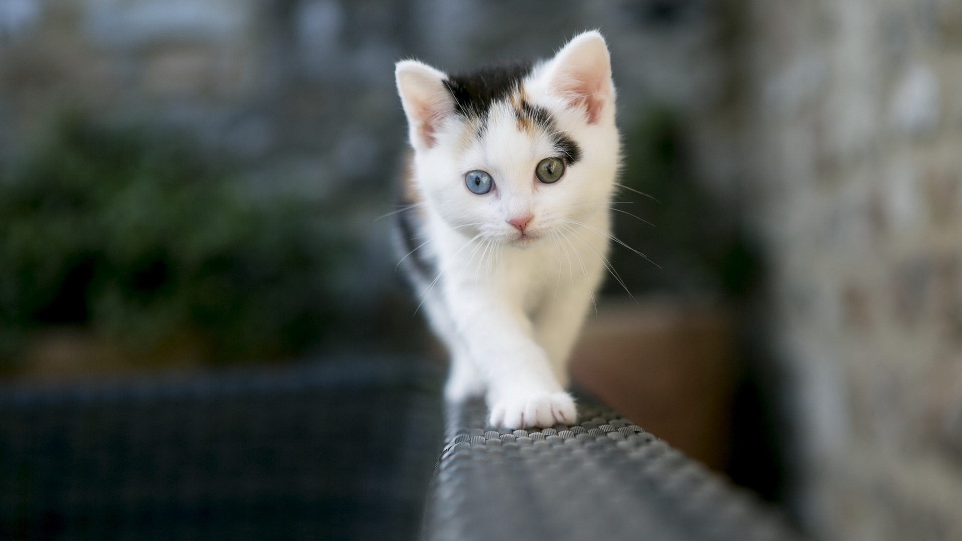 Download mobile wallpaper Cat, Kitten, Animal, Cute for free.