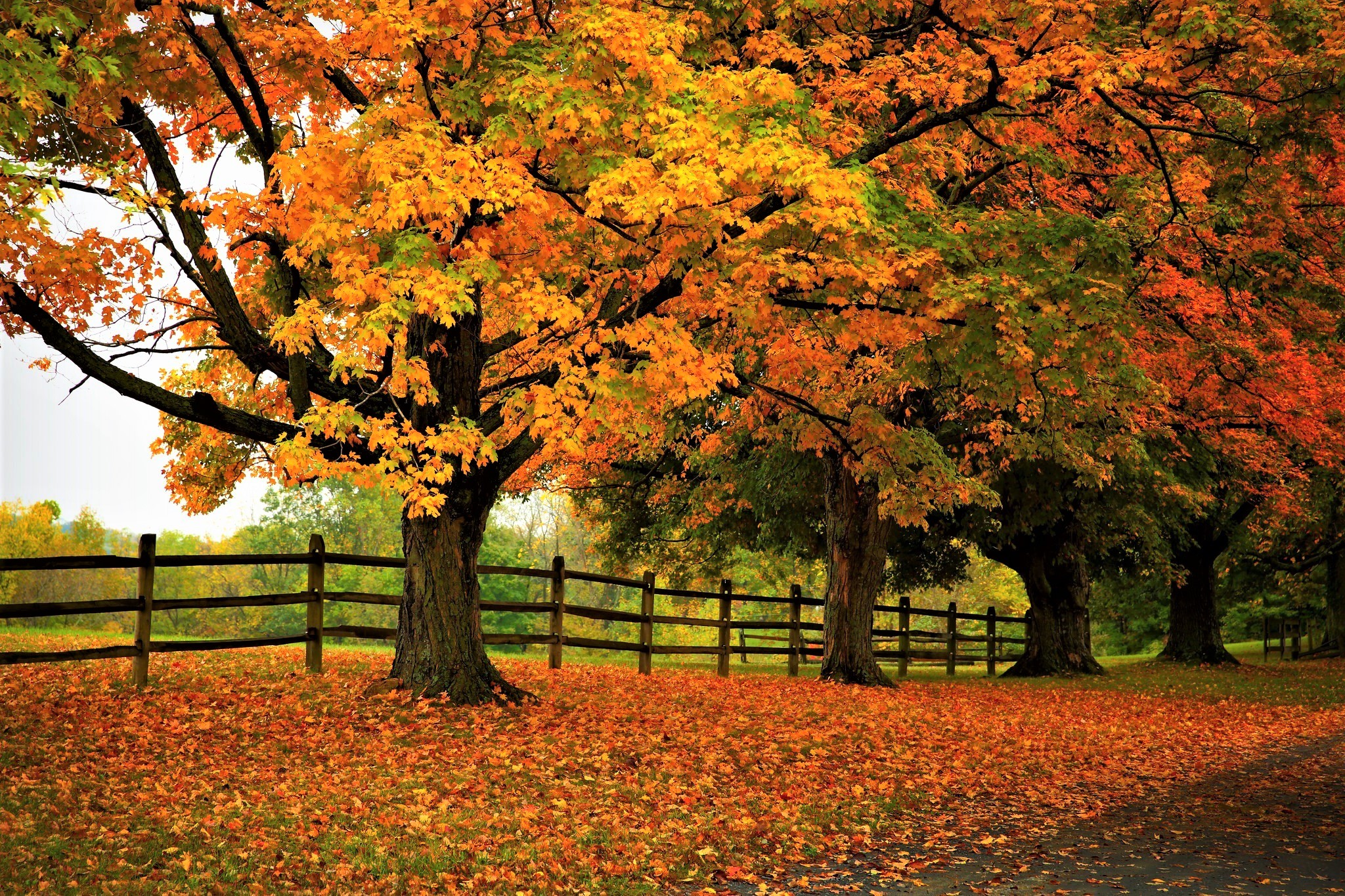 Handy-Wallpaper Bäume, Herbst, Baum, Zaun, Erde/natur kostenlos herunterladen.