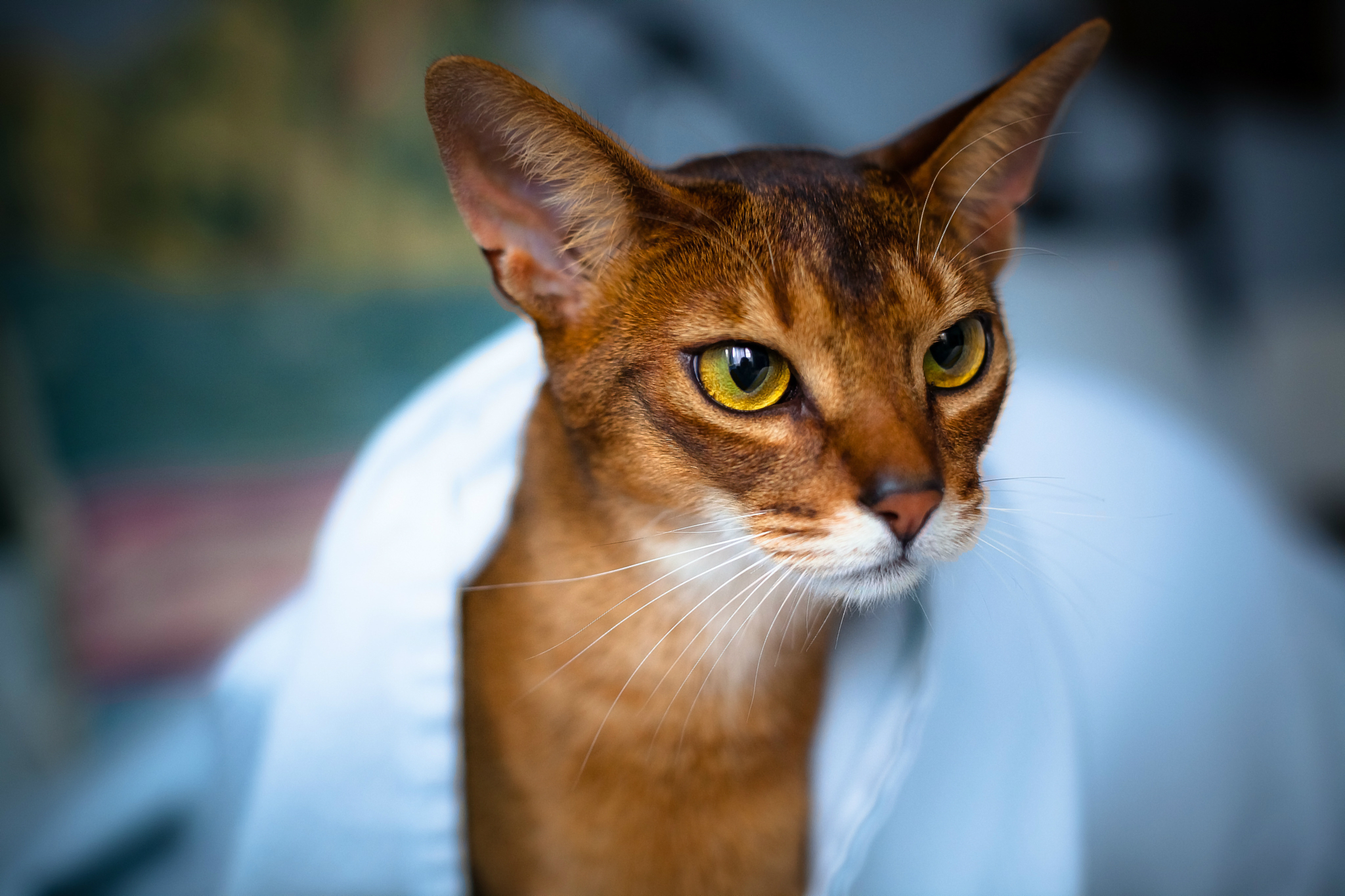 Baixar papel de parede para celular de Animais, Gatos, Gato gratuito.