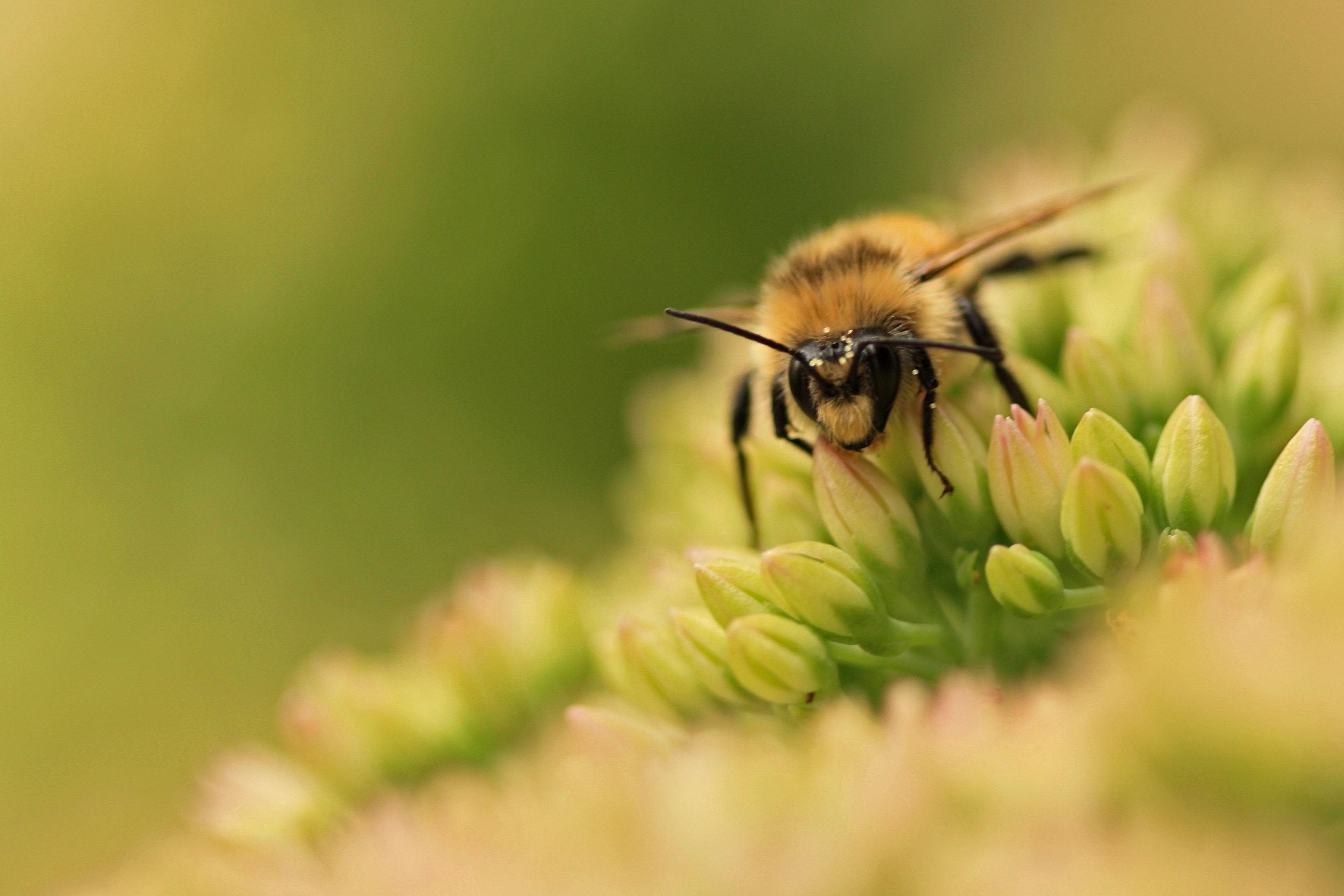 Скачать картинку Пчела, Трава, Зеленый, Макро, Цветок, Поверхность в телефон бесплатно.