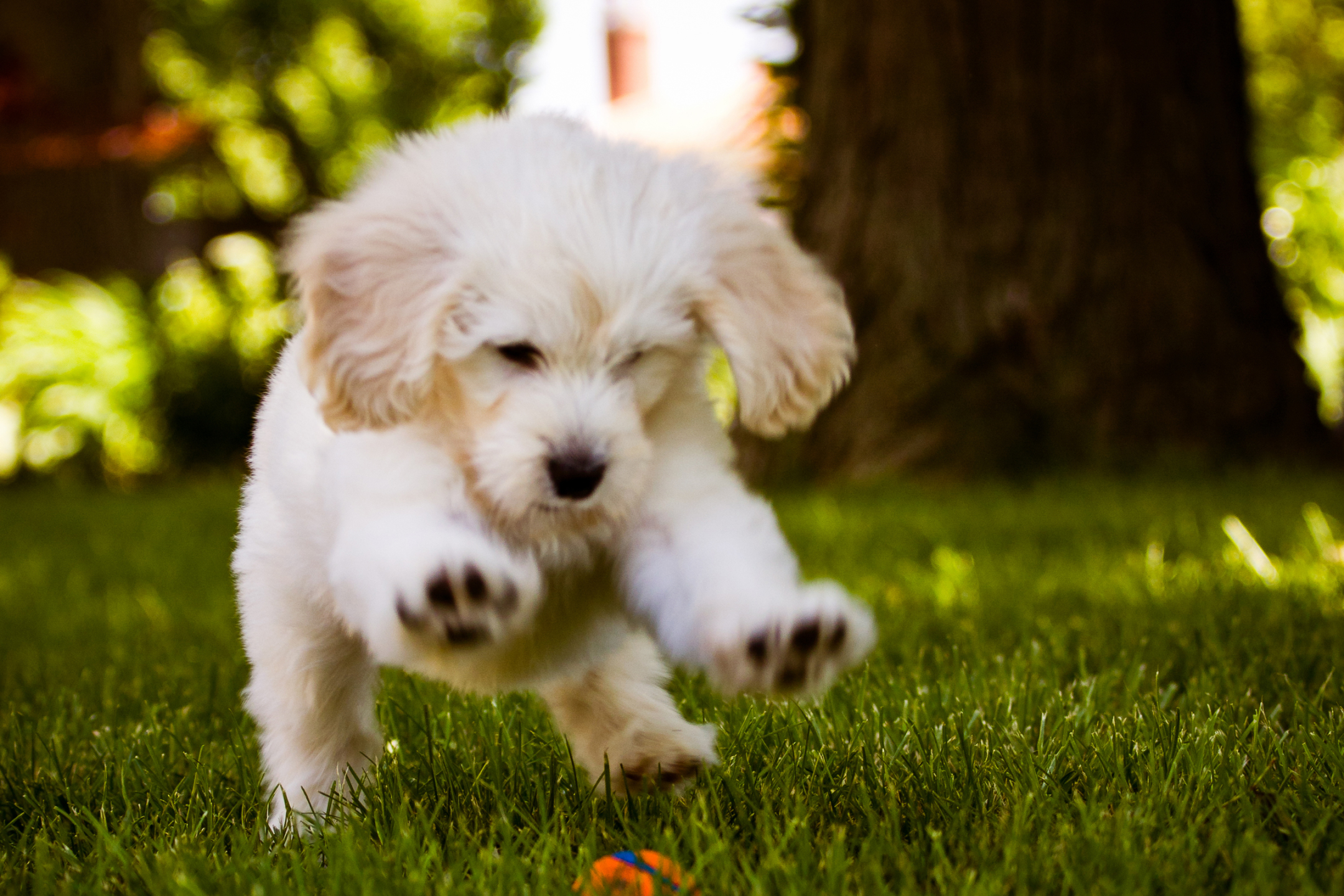 Handy-Wallpaper Tiere, Hunde, Hund kostenlos herunterladen.