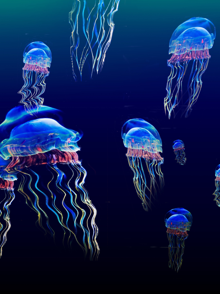 Download mobile wallpaper Jellyfish, Fishes, Animal, Cgi for free.