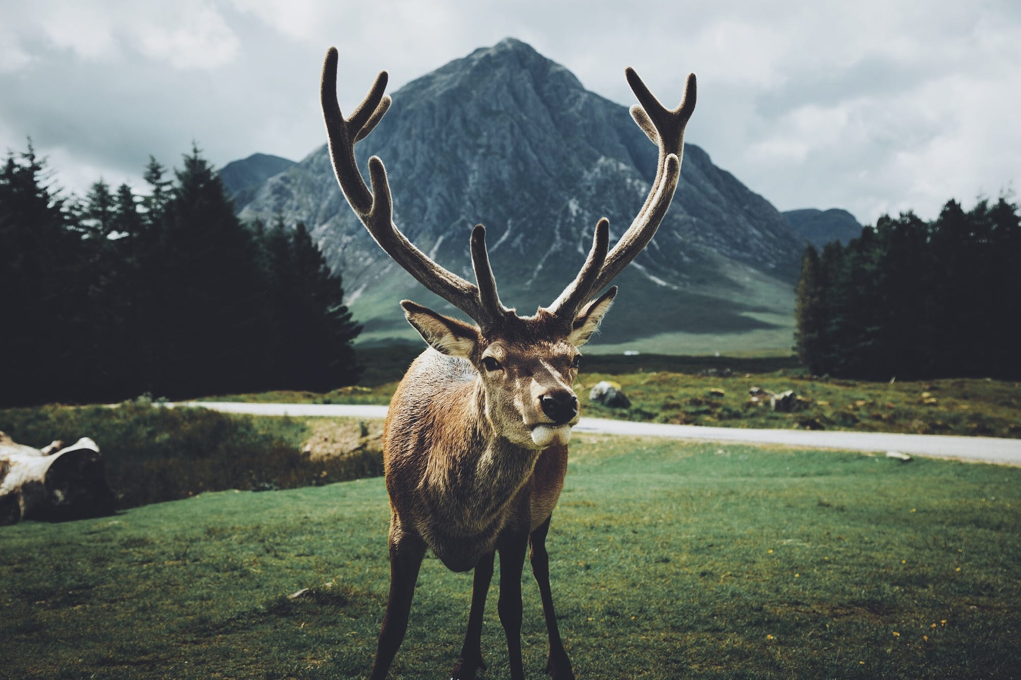 Download mobile wallpaper Animal, Deer, Stare for free.