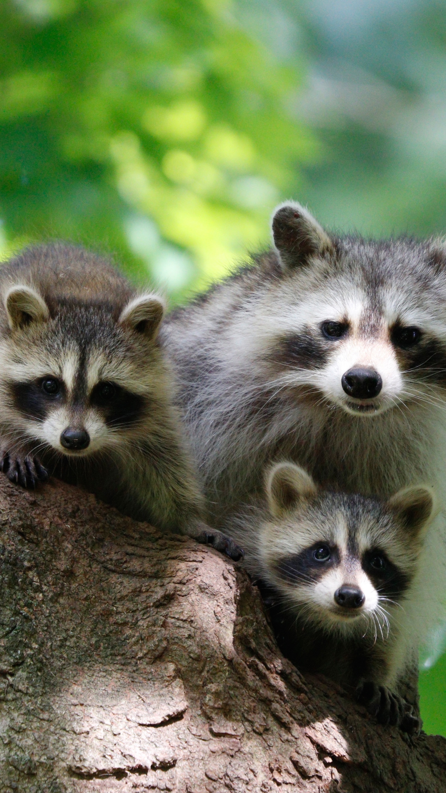 Download mobile wallpaper Animal, Raccoon for free.