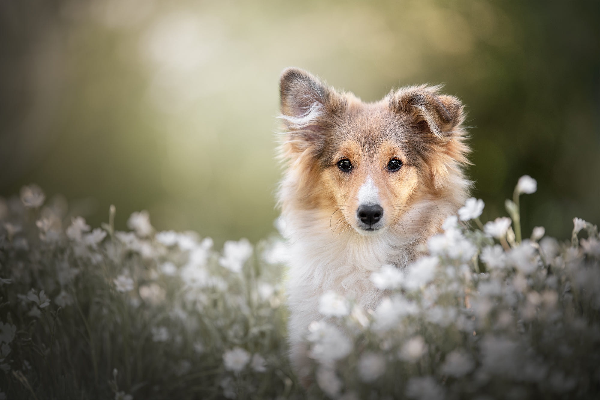 Download mobile wallpaper Dogs, Flower, Dog, Animal, Puppy, Shetland Sheepdog, Baby Animal for free.