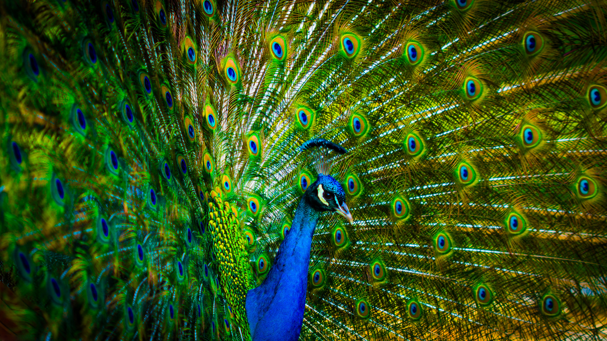 Download mobile wallpaper Birds, Feather, Bird, Animal, Colorful, Peacock for free.