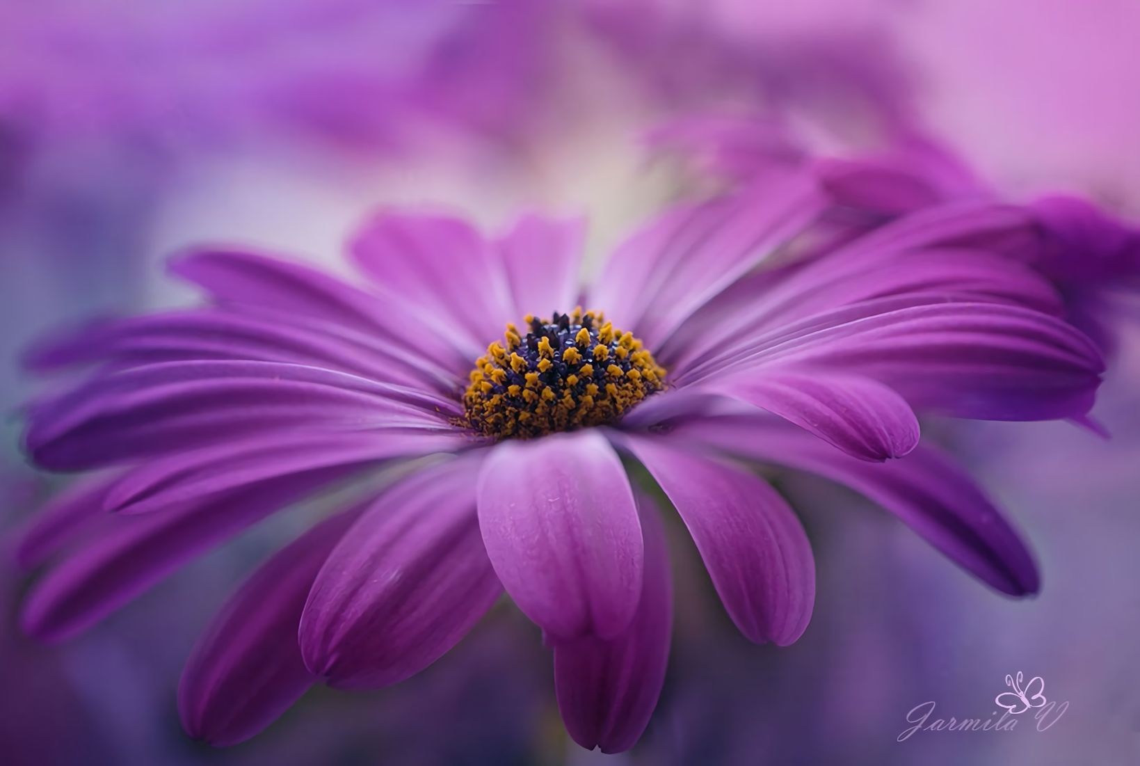Download mobile wallpaper Flowers, Flower, Close Up, Artistic, Daisy, Purple Flower for free.