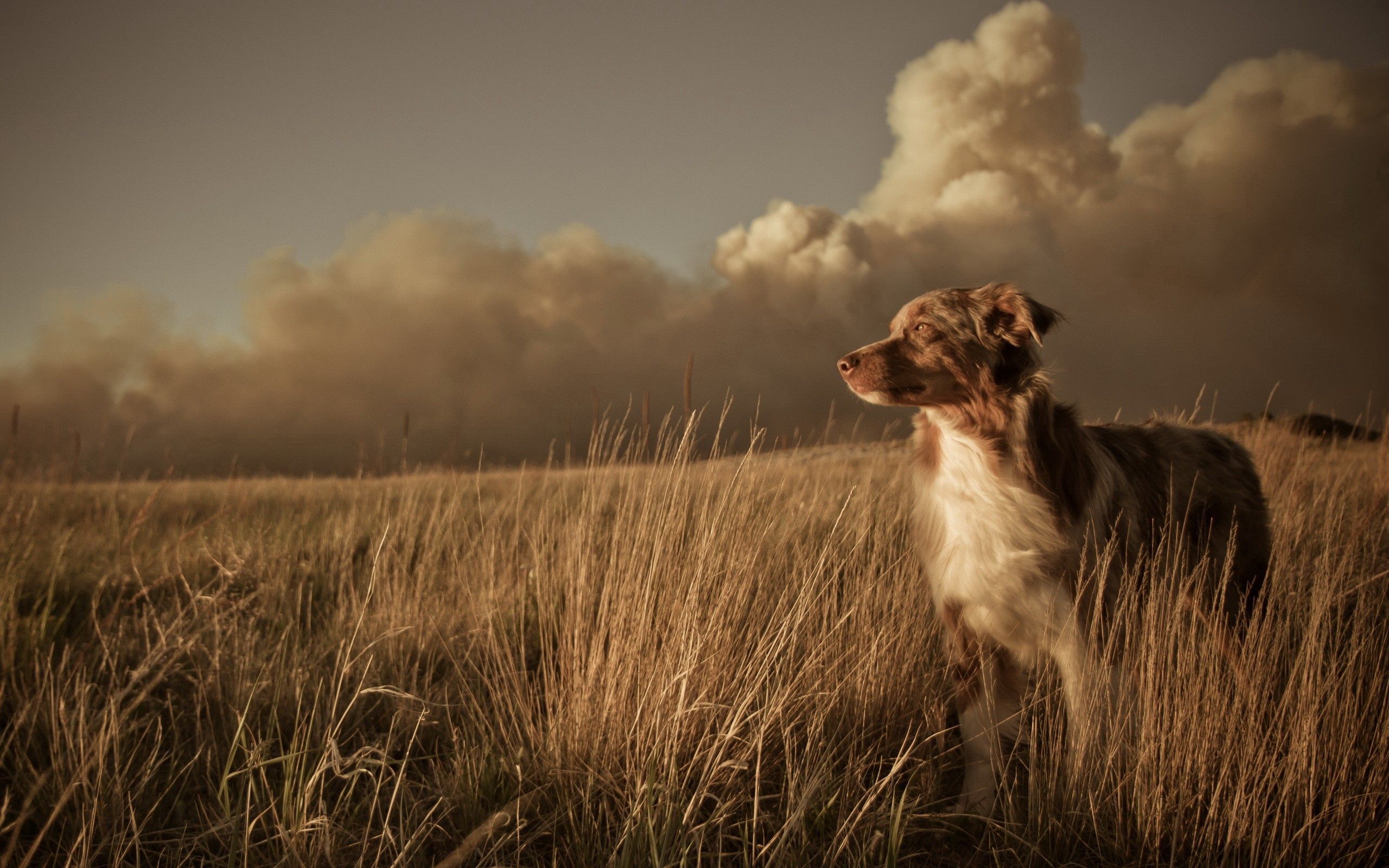 field, animals, grass, clouds, dog, wind