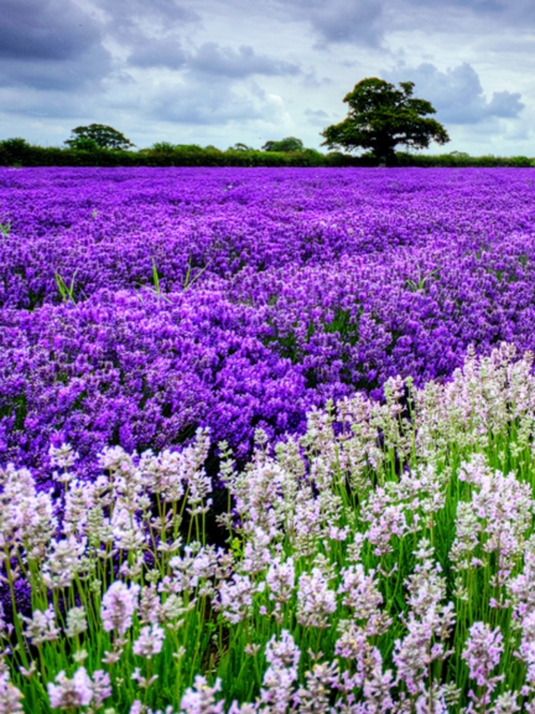 Download mobile wallpaper Nature, Flowers, Flower, Earth, Lavender for free.