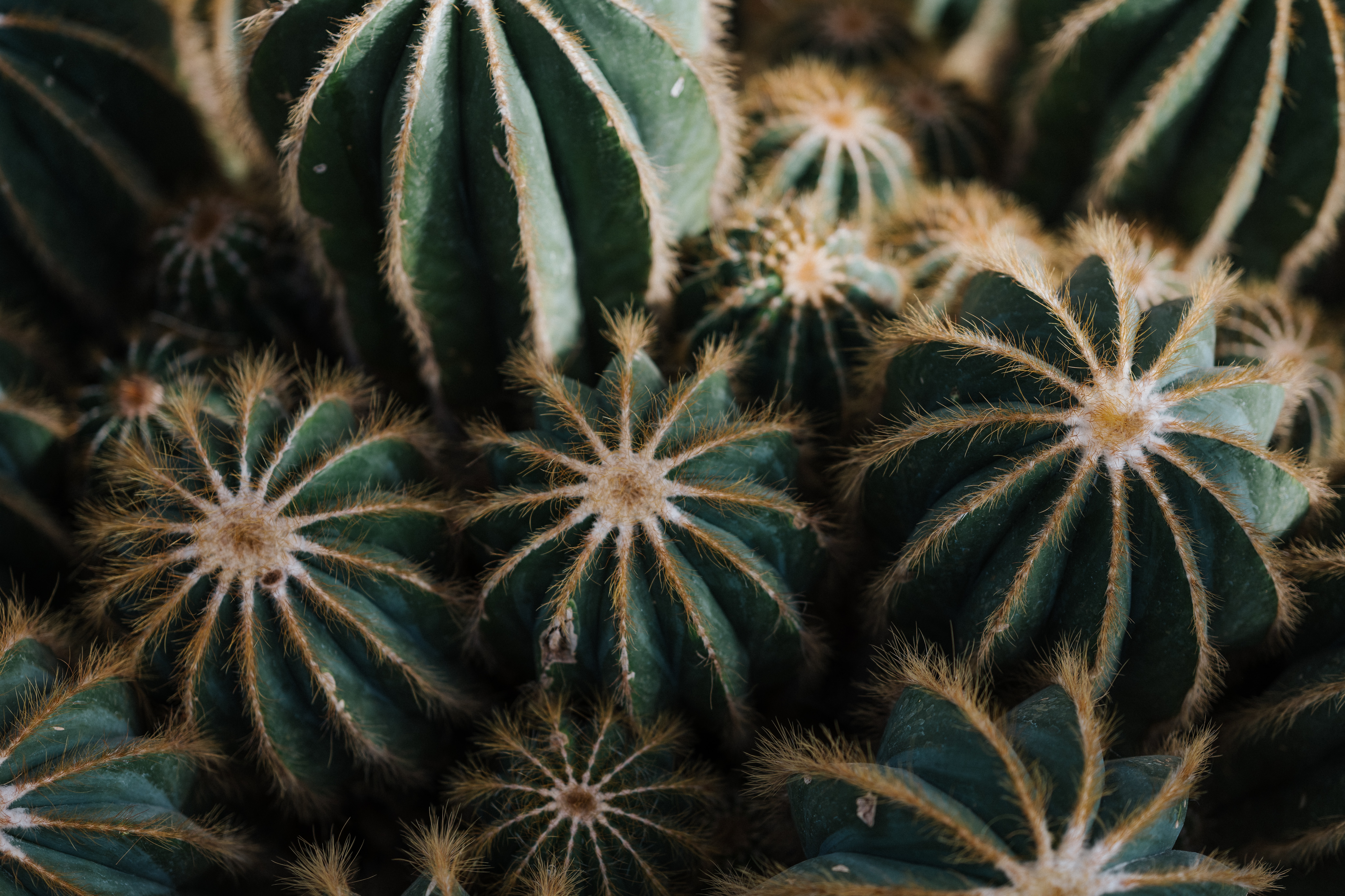 cactus, plant, cactuses, flowers, needle, indoor plant, houseplant HD wallpaper