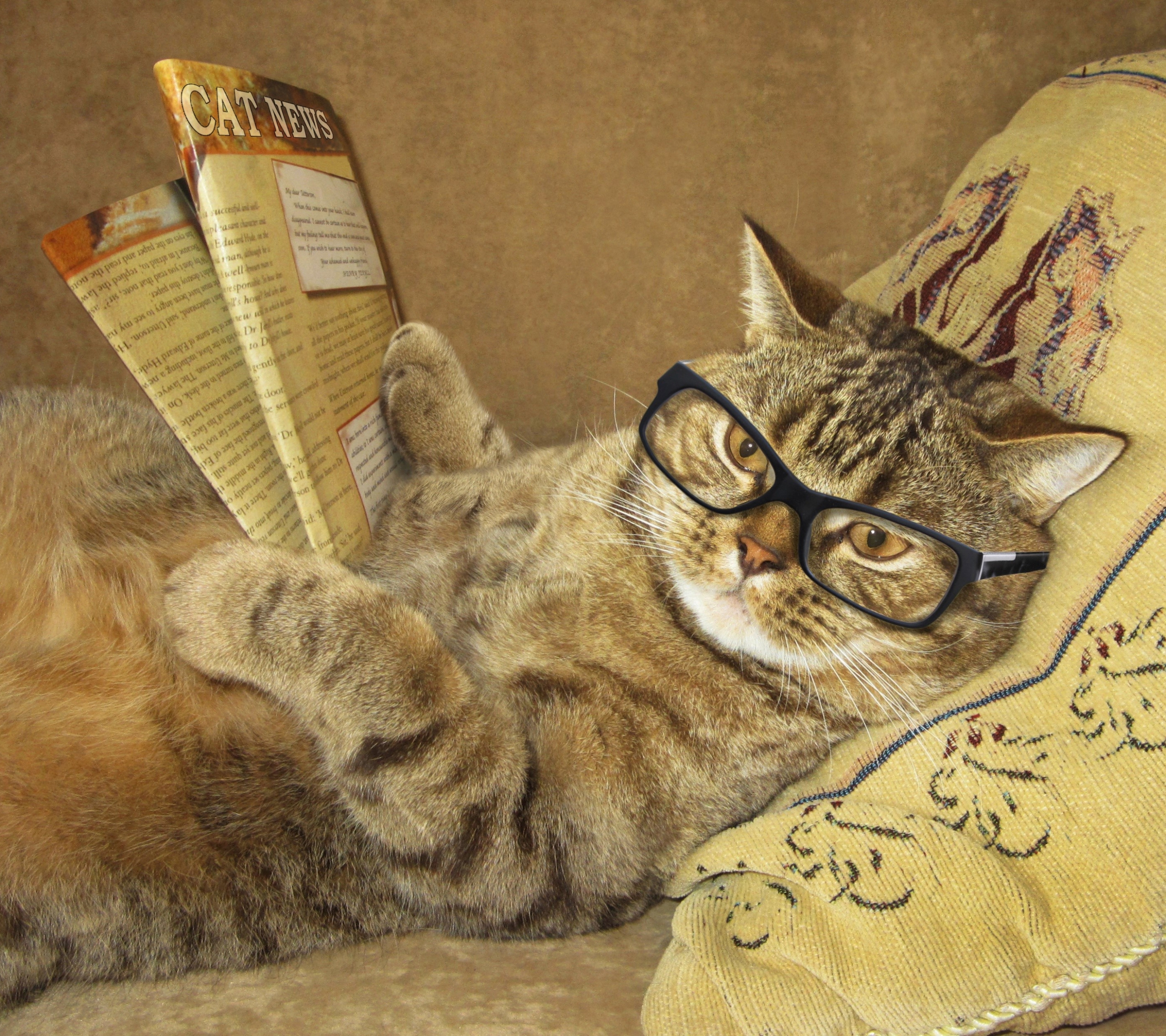 Handy-Wallpaper Humor, Katzen, Katze, Brille kostenlos herunterladen.