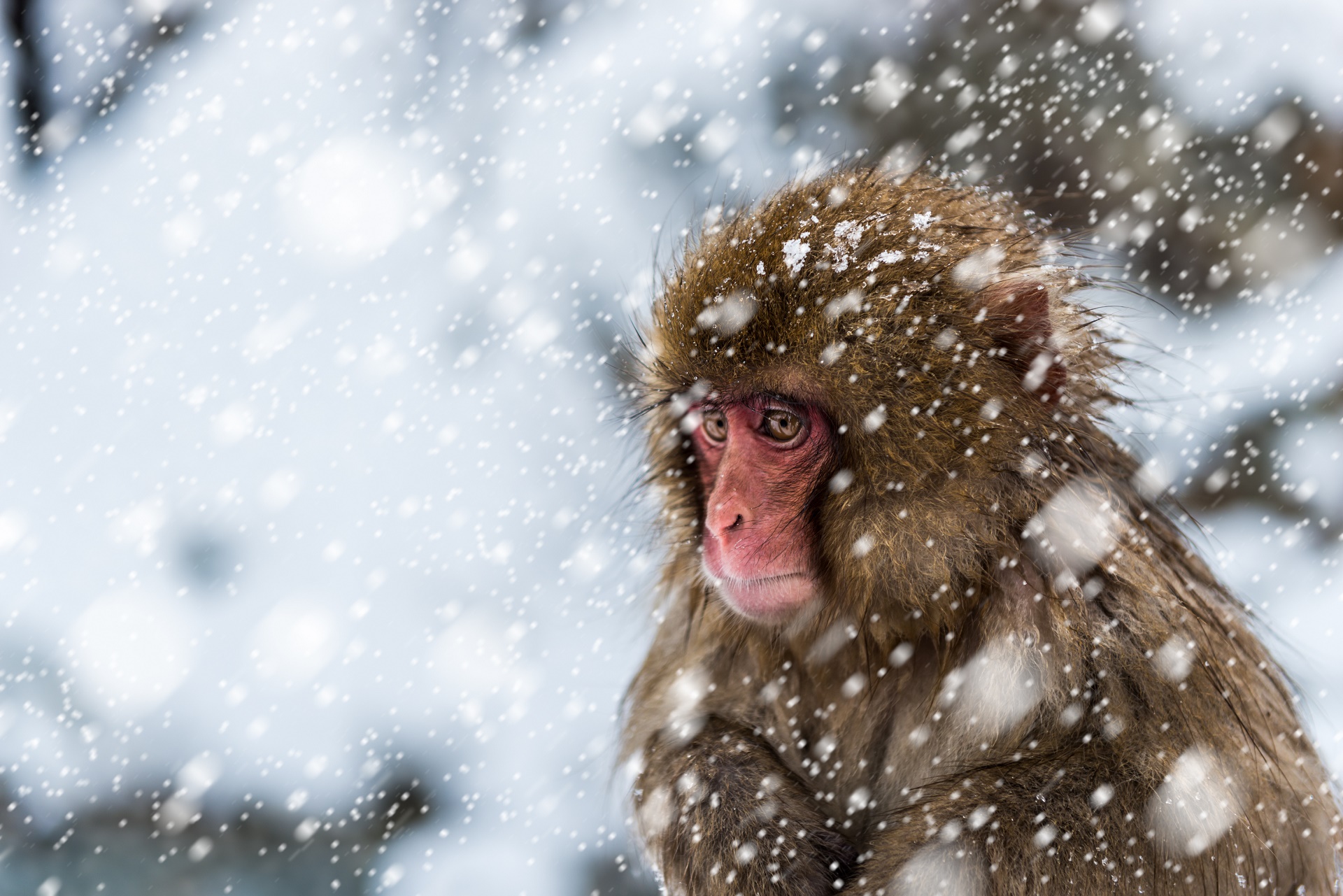 Download mobile wallpaper Monkeys, Monkey, Animal, Japanese Macaque for free.