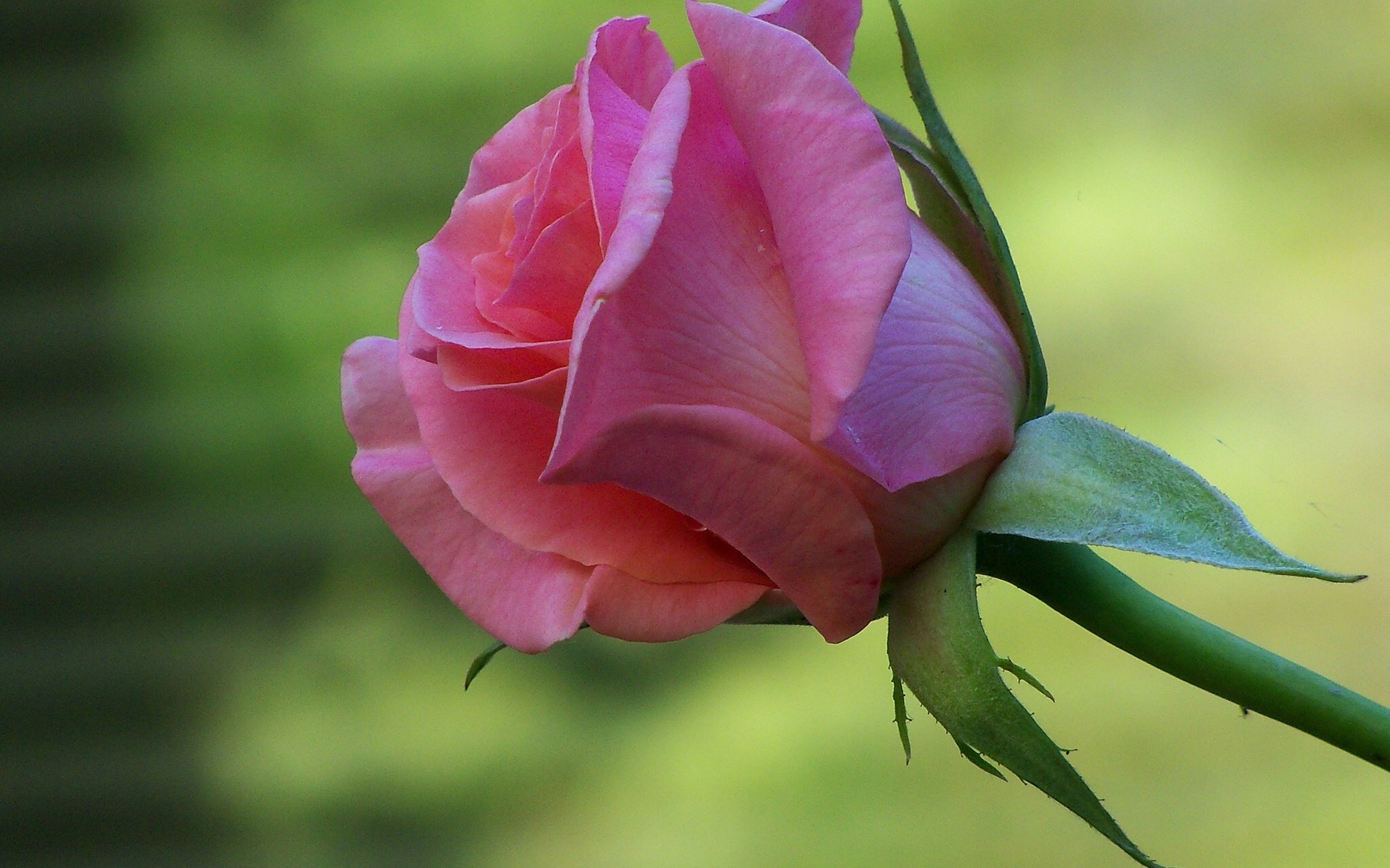 Laden Sie das Blumen, Rose, Erde/natur-Bild kostenlos auf Ihren PC-Desktop herunter