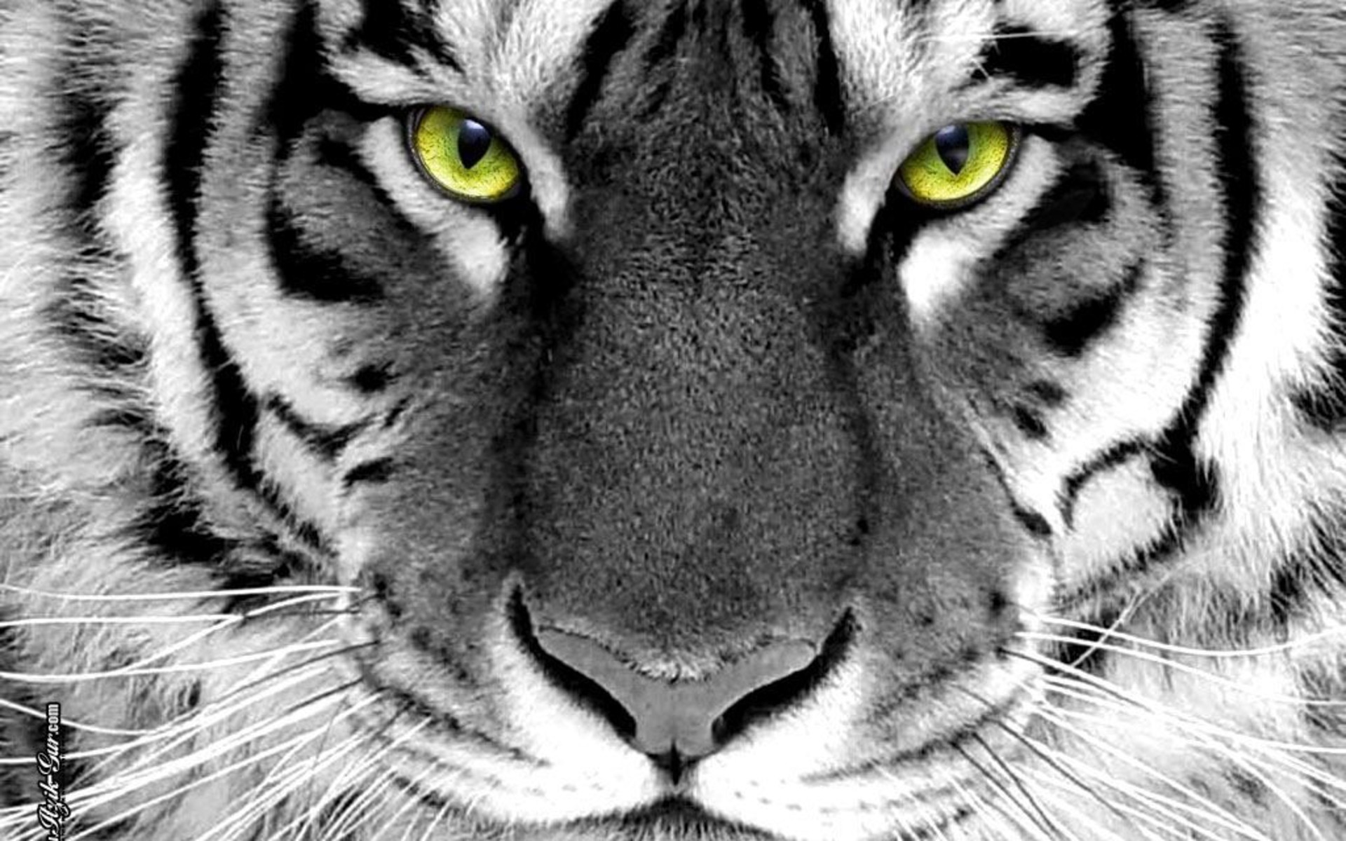 Free download wallpaper Cats, Tiger, Animal on your PC desktop