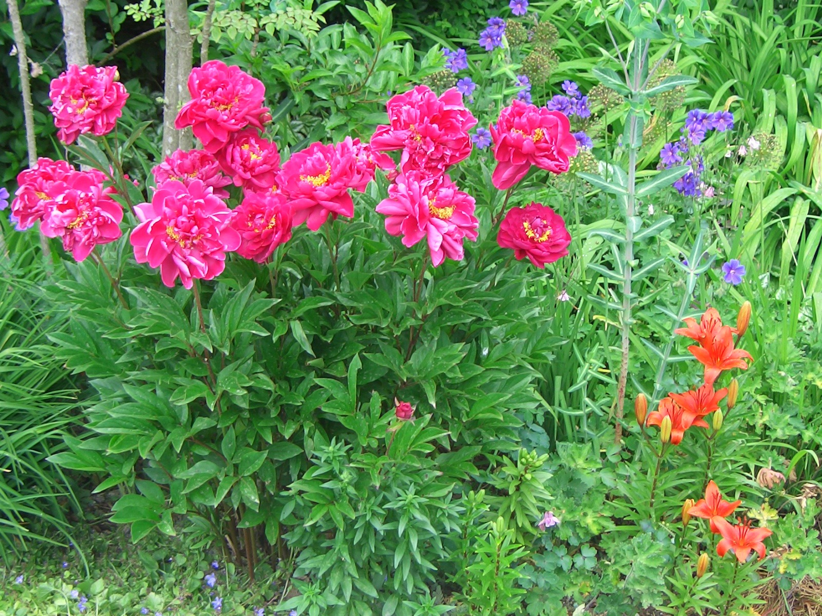 Téléchargez gratuitement l'image Fleur, Terre/nature sur le bureau de votre PC