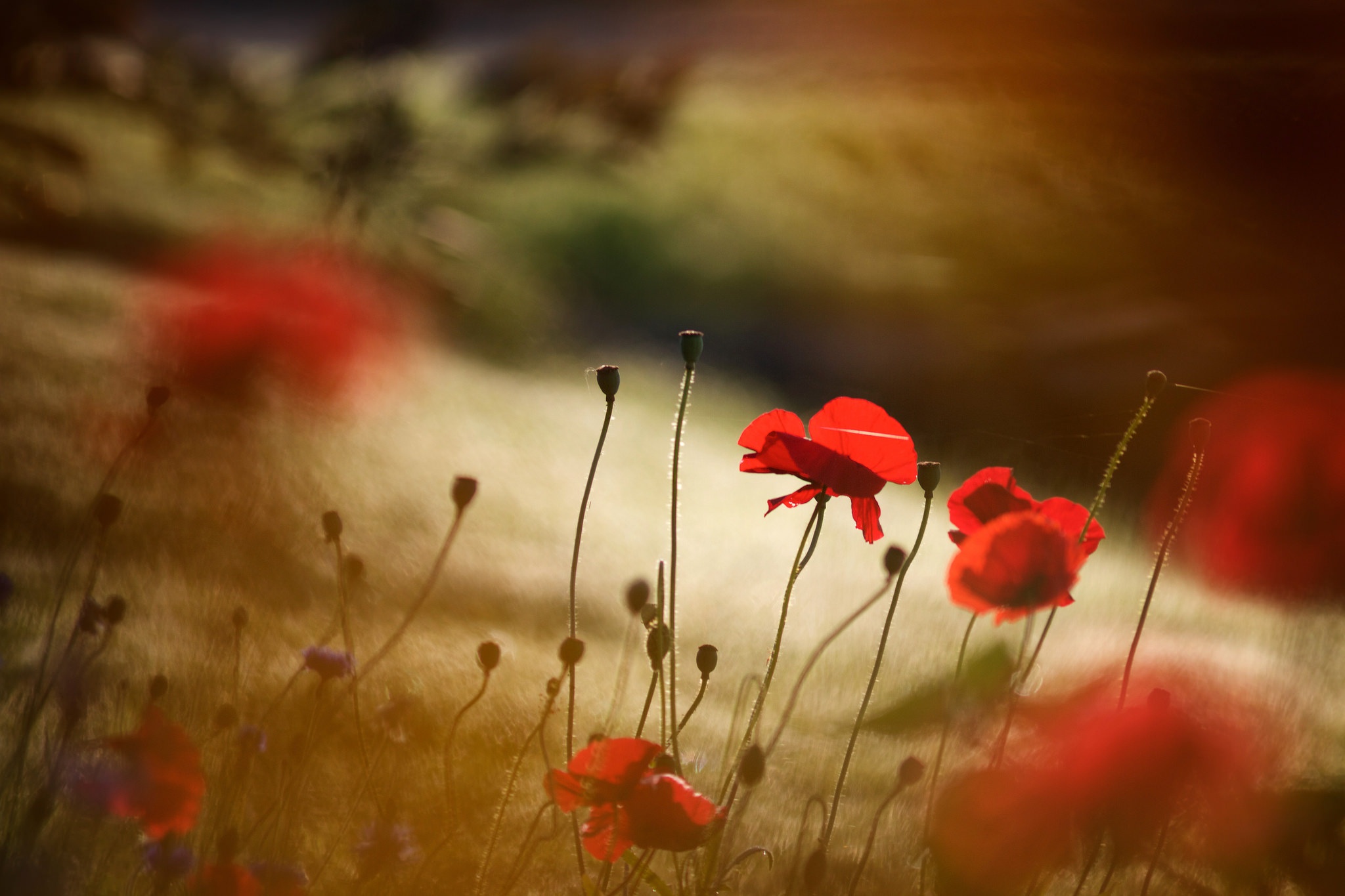 Free download wallpaper Nature, Flowers, Flower, Blur, Earth, Poppy, Red Flower on your PC desktop