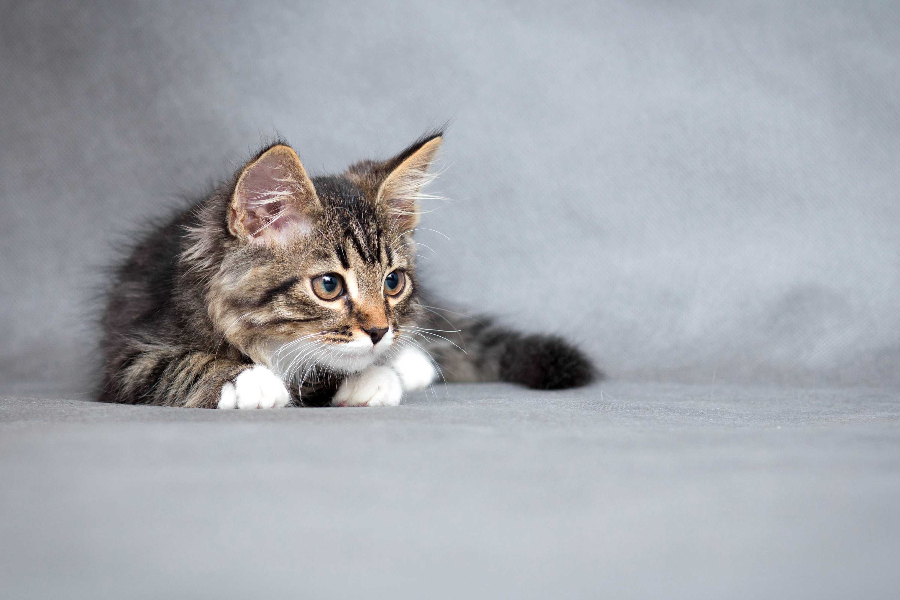 Baixe gratuitamente a imagem Animais, Gatos, Gato na área de trabalho do seu PC