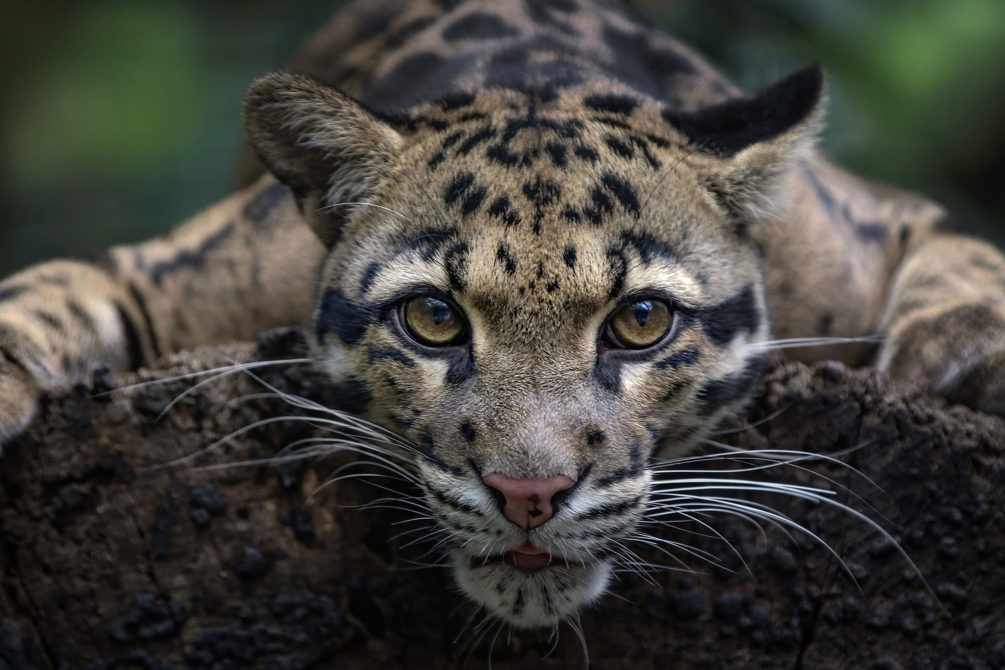 animal, clouded leopard, close up, stare, cats