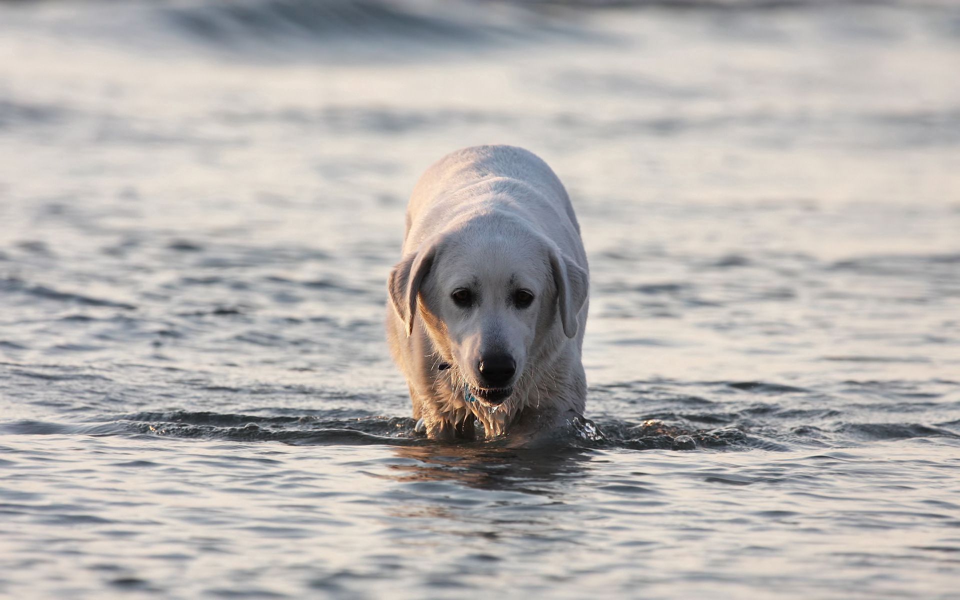 Download mobile wallpaper Dog, Wet, Animals, Water, Labrador for free.