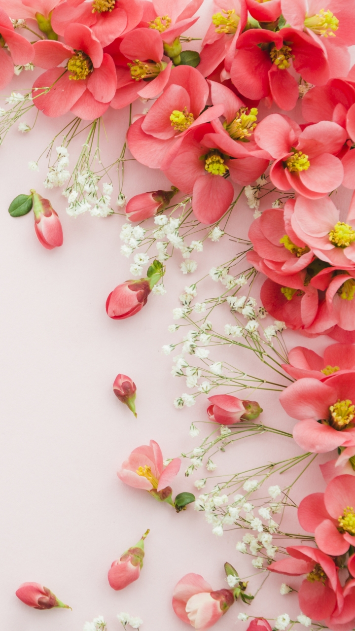 Baixar papel de parede para celular de Natureza Morta, Flor, Flor Rosa, Feito Pelo Homem gratuito.