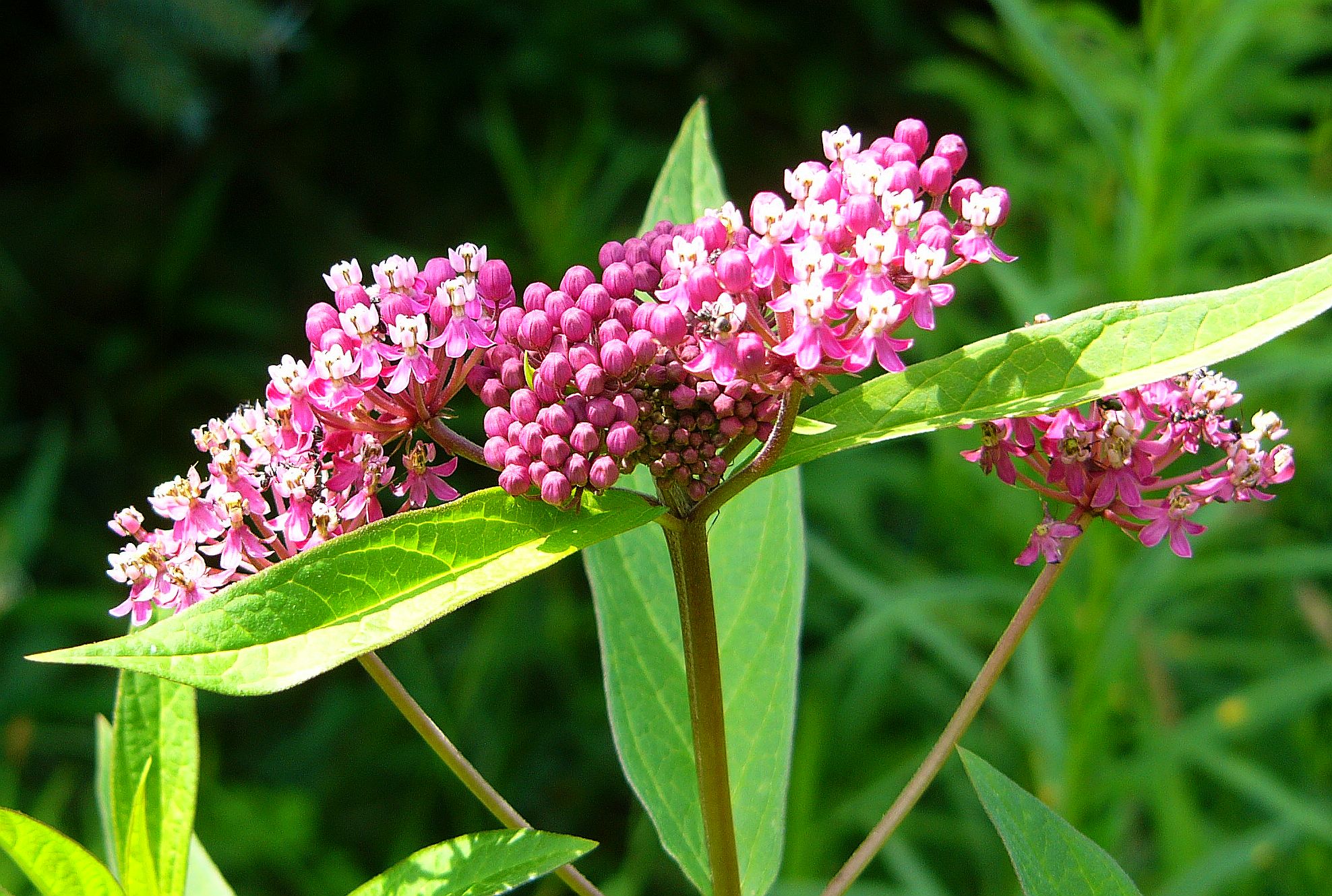 Handy-Wallpaper Blumen, Blume, Erde/natur kostenlos herunterladen.