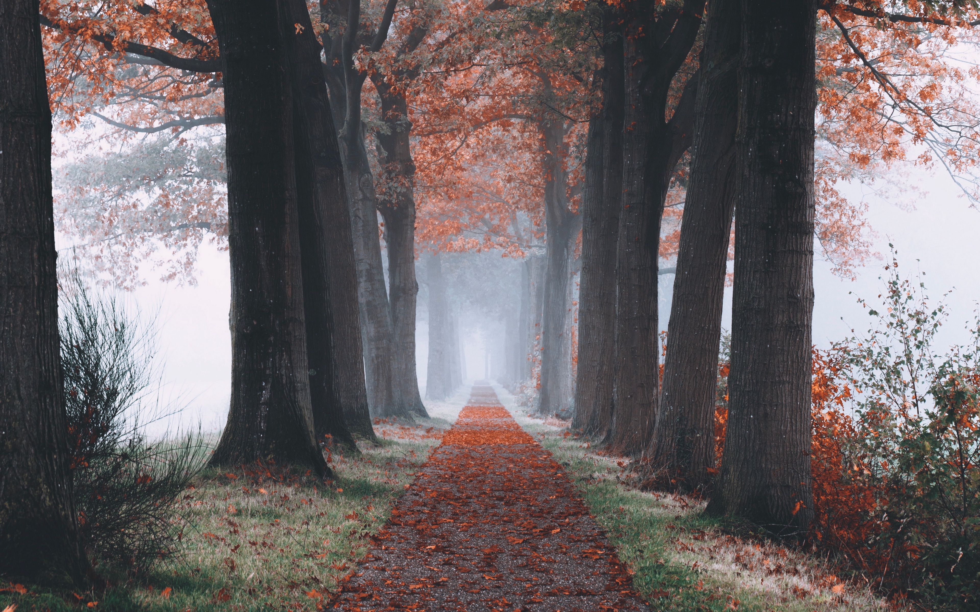 Laden Sie das Natur, Herbst, Baum, Nebel, Pfad, Erde/natur, Von Bäumen Gesäumt-Bild kostenlos auf Ihren PC-Desktop herunter