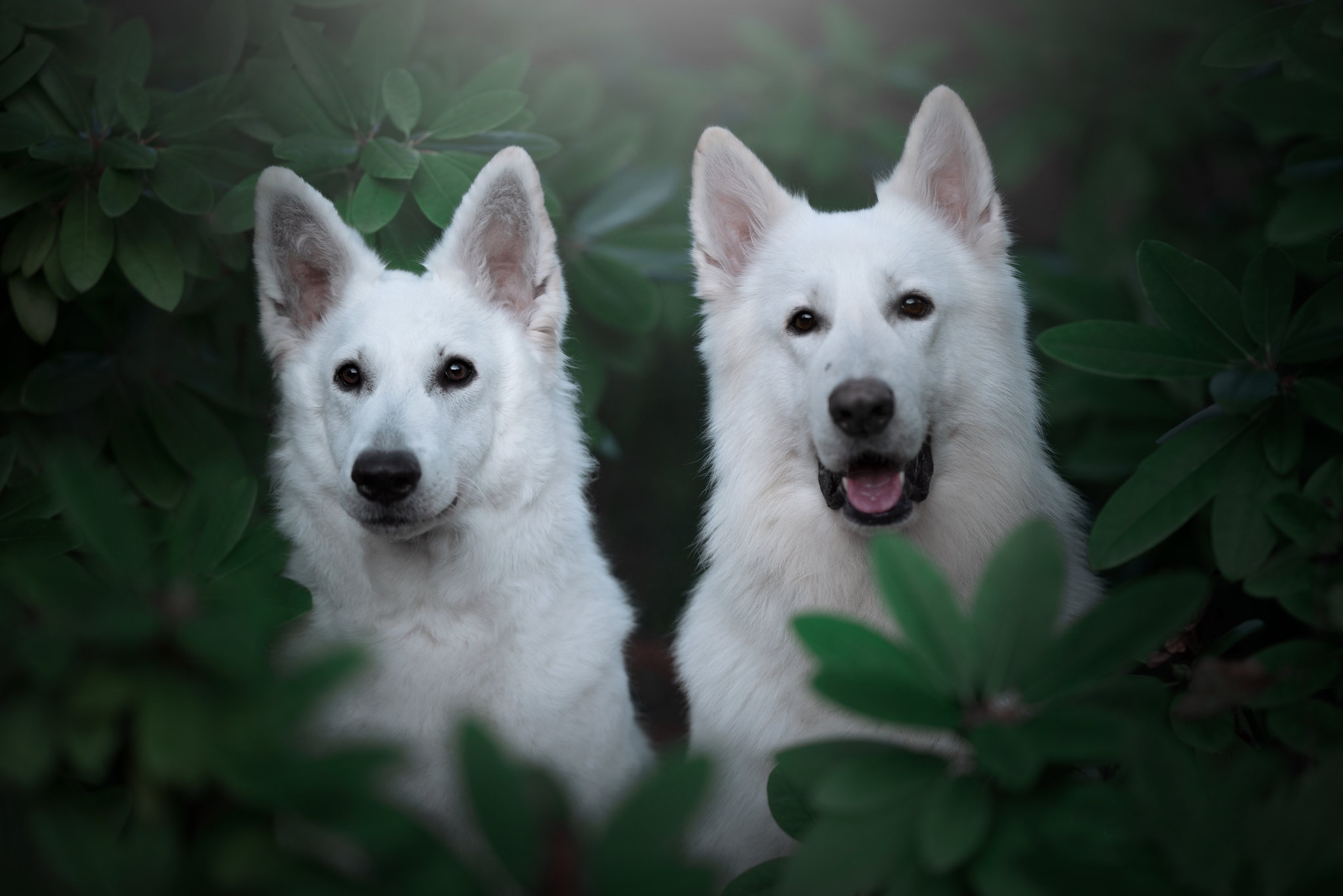 500361 Bild herunterladen tiere, weißer schäferhund, hund, hunde - Hintergrundbilder und Bildschirmschoner kostenlos