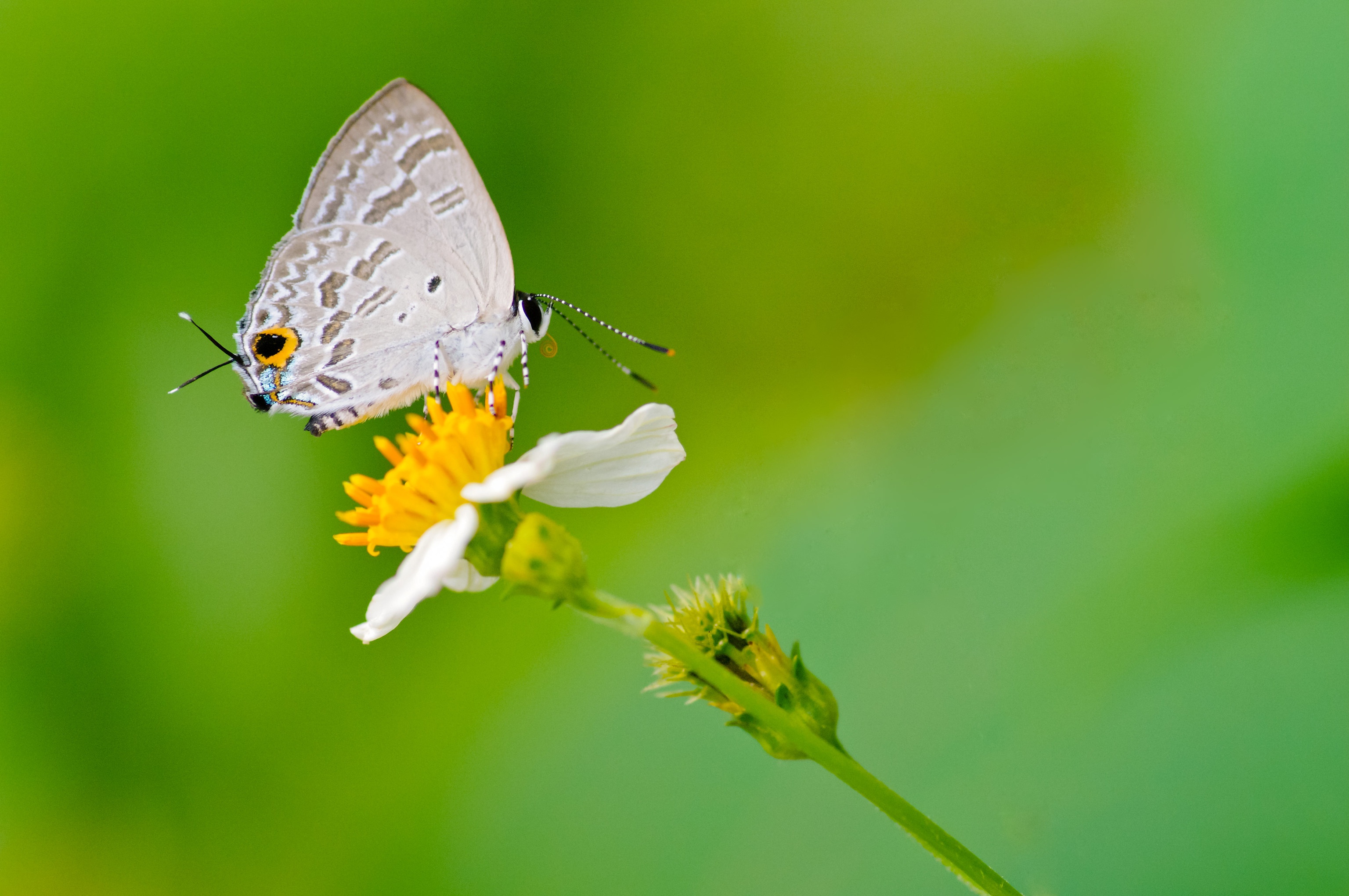 Descarga gratis la imagen Animales, Flor, Insecto, Mariposa, Macrofotografía en el escritorio de tu PC