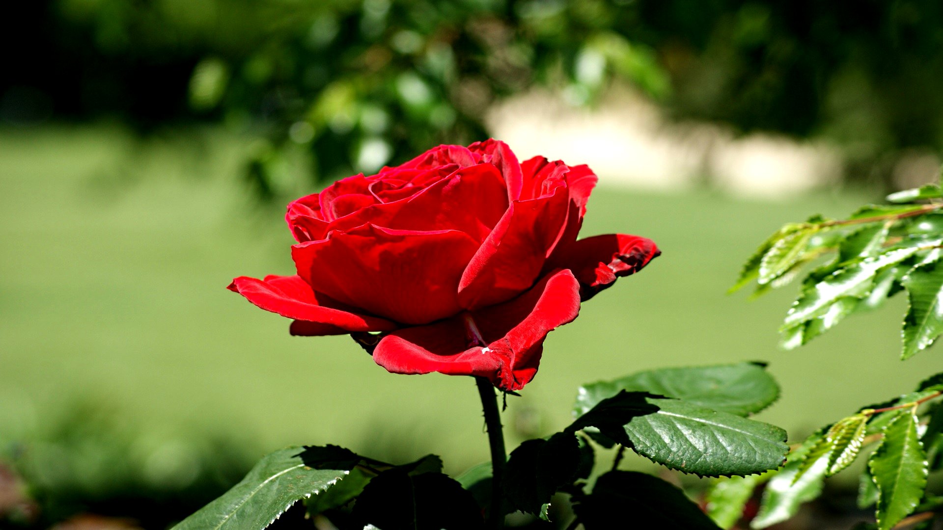 Baixe gratuitamente a imagem Flores, Rosa, Terra/natureza na área de trabalho do seu PC