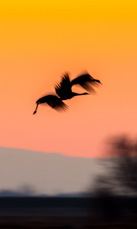 Baixar papel de parede para celular de Pássaro, Aves, Animais gratuito.