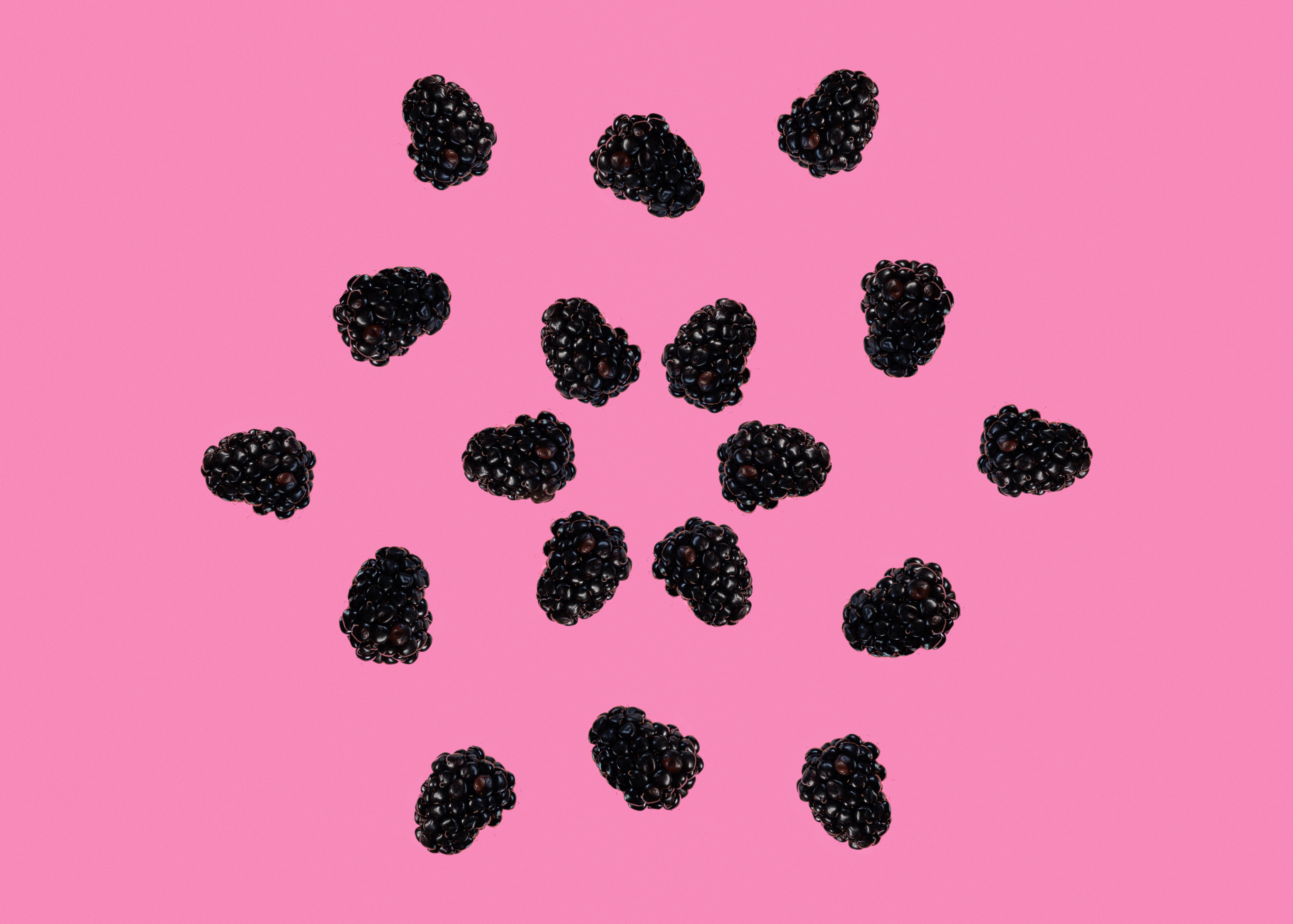 112911 скачать картинку минимализм, ежевика, еда, ягоды, черный, розовый - обои и заставки бесплатно