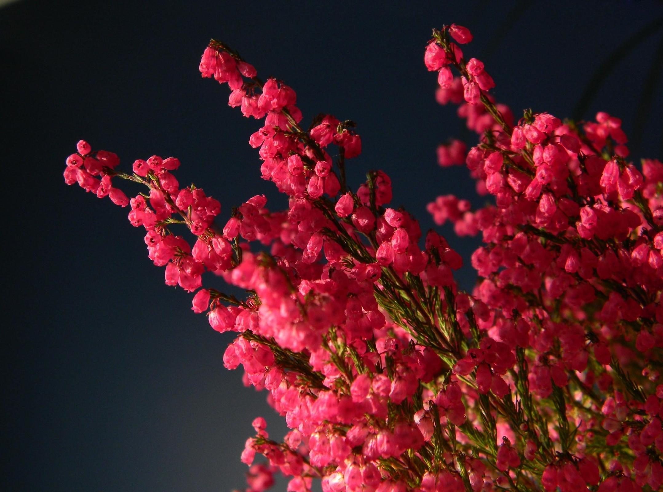 Free download wallpaper Flowers, Flower, Close Up, Earth, Pink Flower on your PC desktop