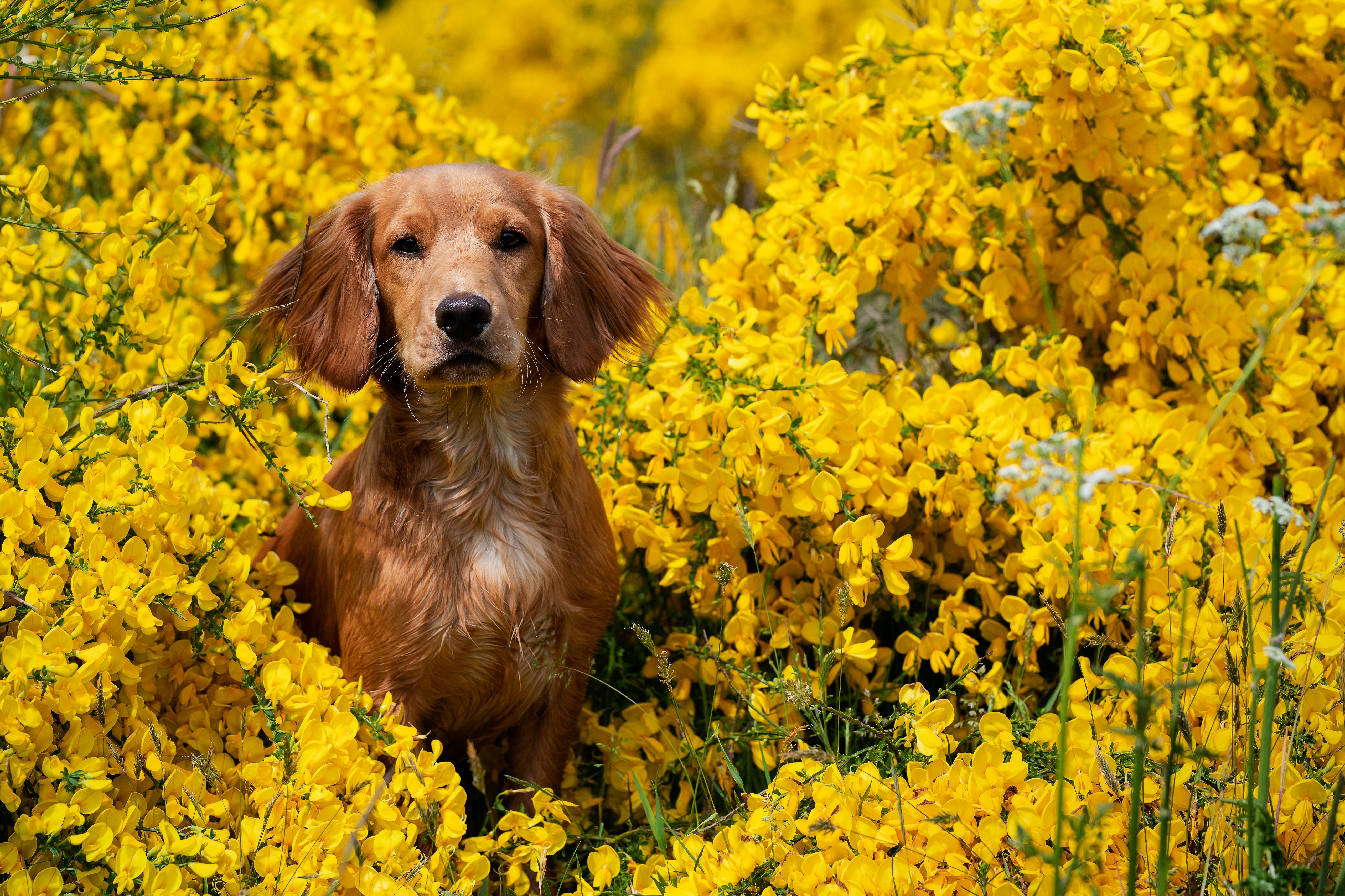Download mobile wallpaper Dogs, Spaniel, Dog, Animal, Yellow Flower for free.