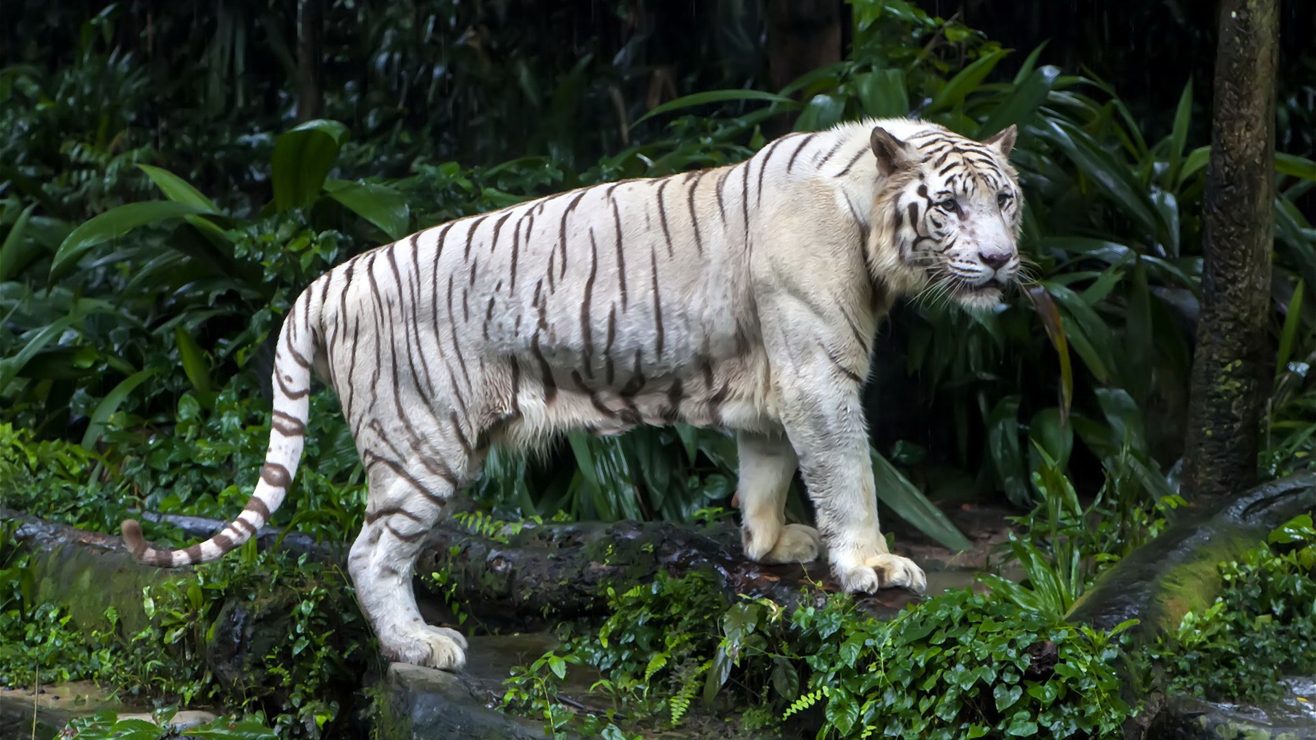 Baixar papel de parede para celular de Tigre Branco, Gatos, Animais gratuito.