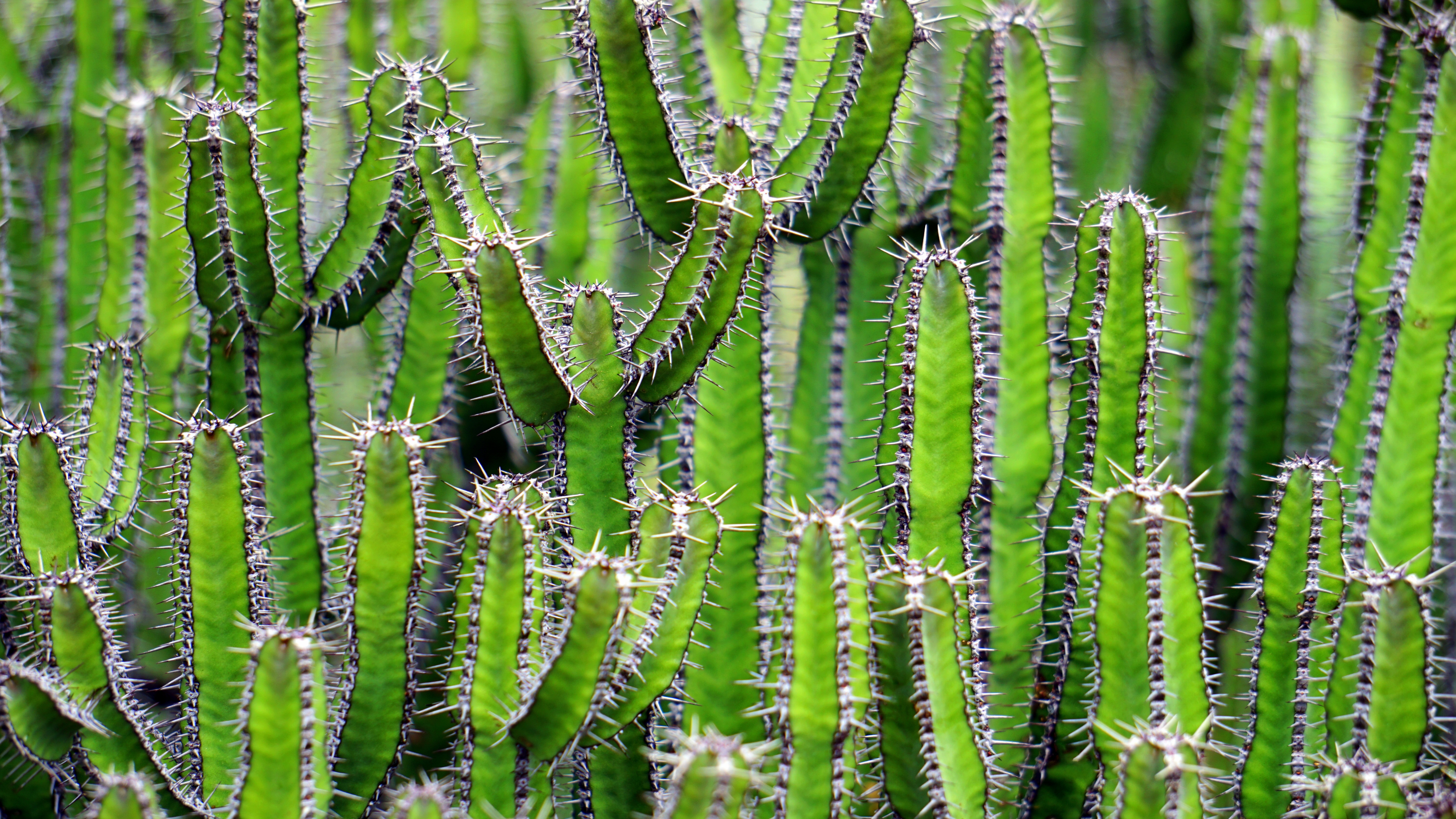 Download mobile wallpaper Prickles, Thorns, Flower, Plant, Flowers, Cactus for free.