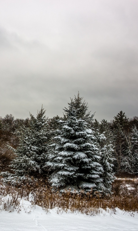 Téléchargez des papiers peints mobile Hiver, Forêt, Terre/nature, Neiger gratuitement.