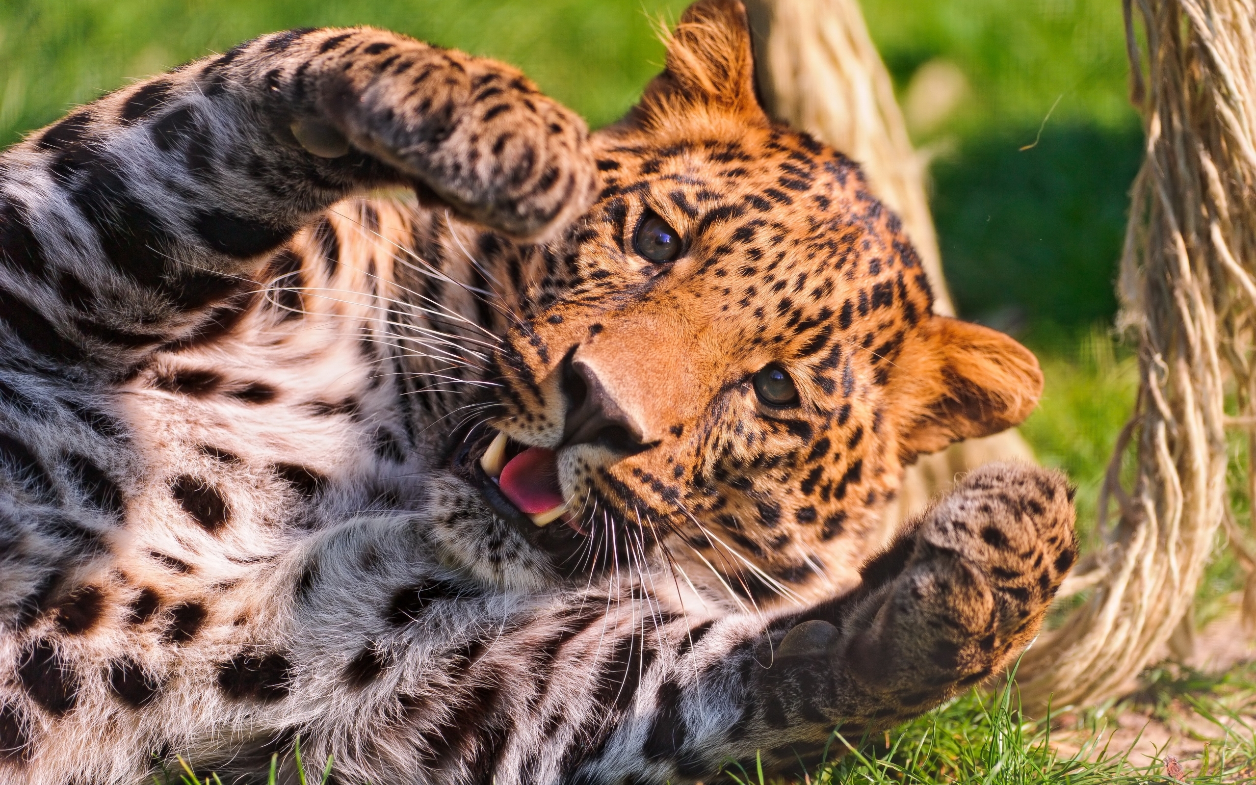 Скачати мобільні шпалери Леопарди, Тварини безкоштовно.