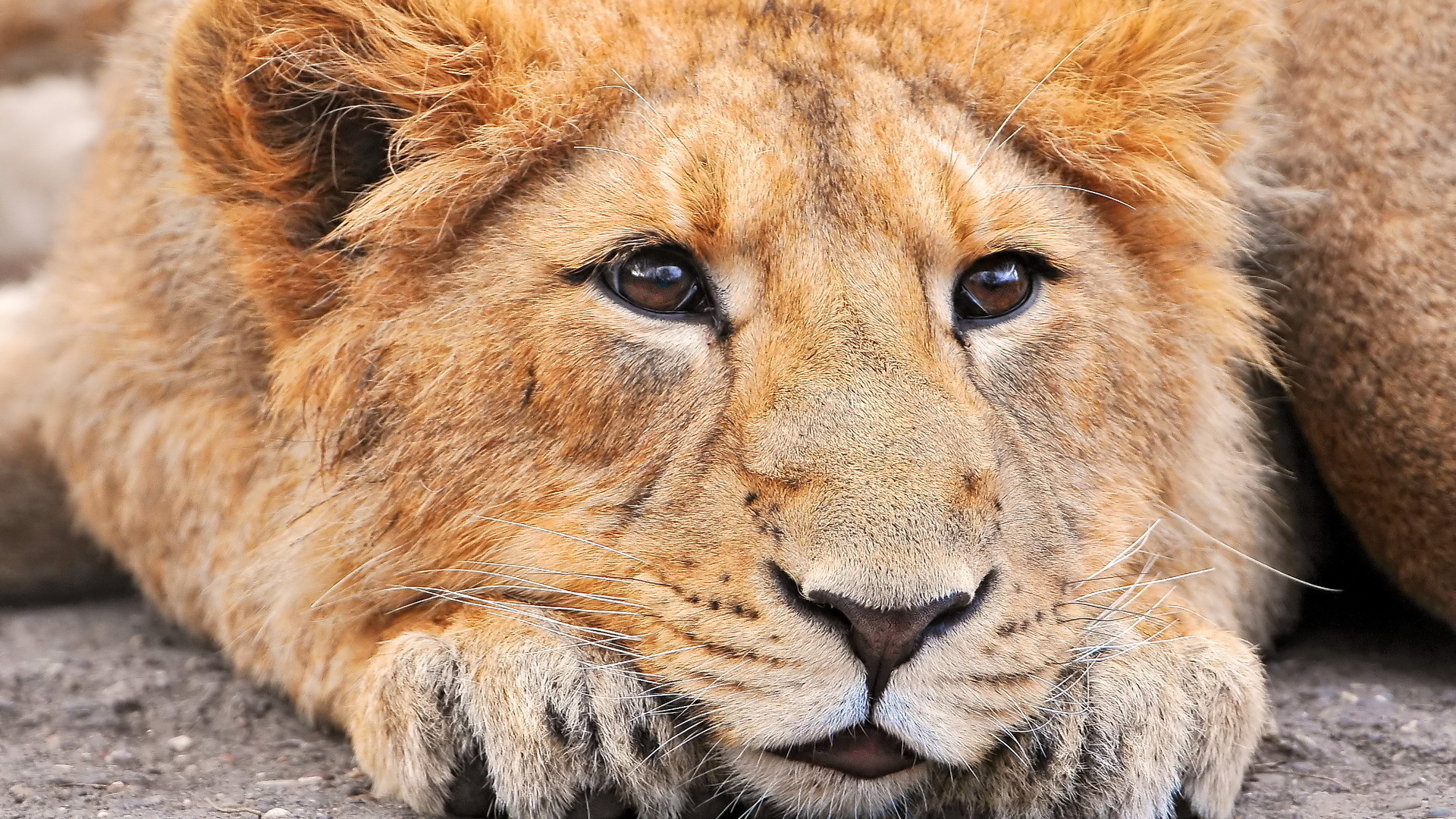 Download mobile wallpaper Lion, Cats, Animal for free.