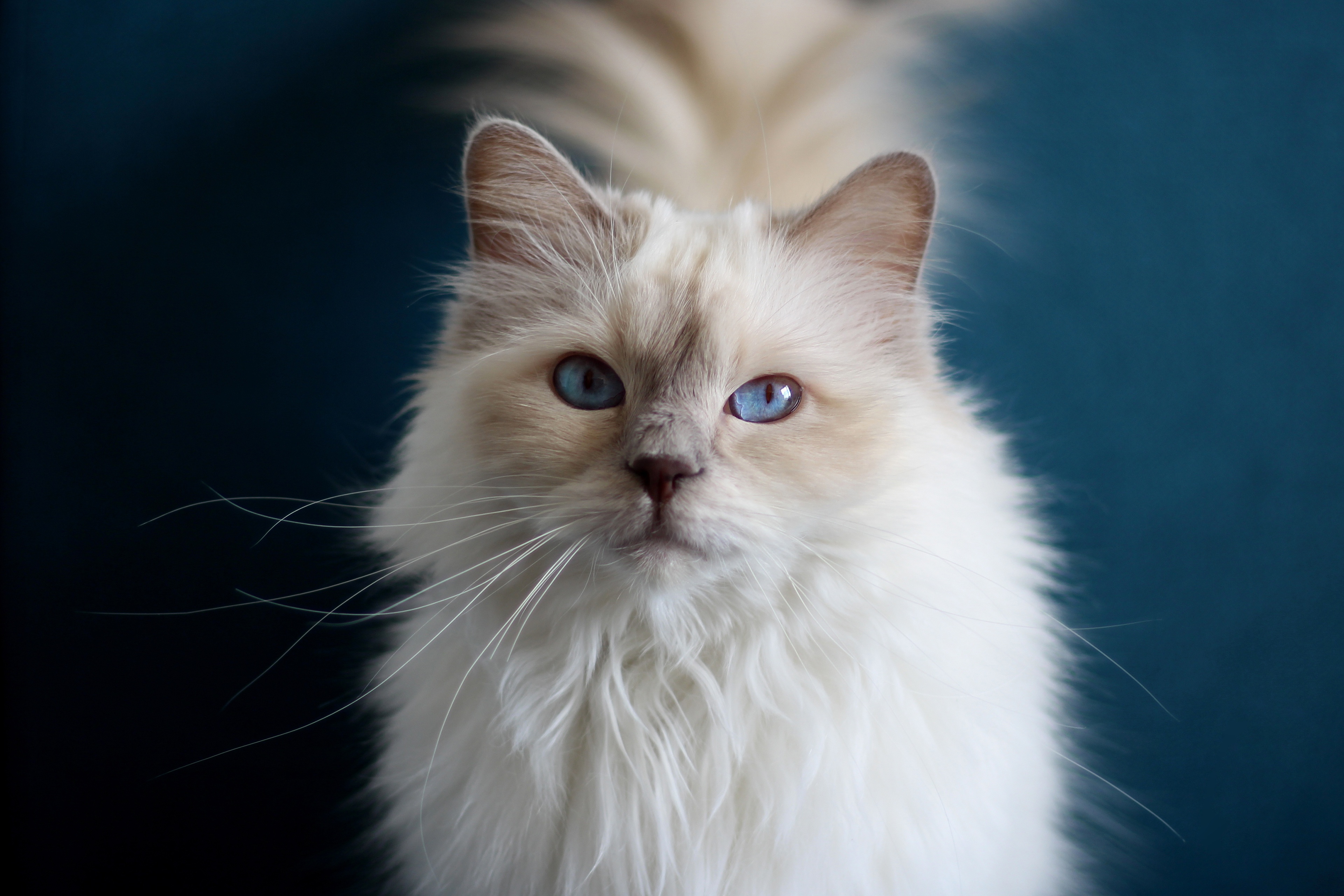 PCデスクトップに動物, ネコ, 猫, ラグドール画像を無料でダウンロード